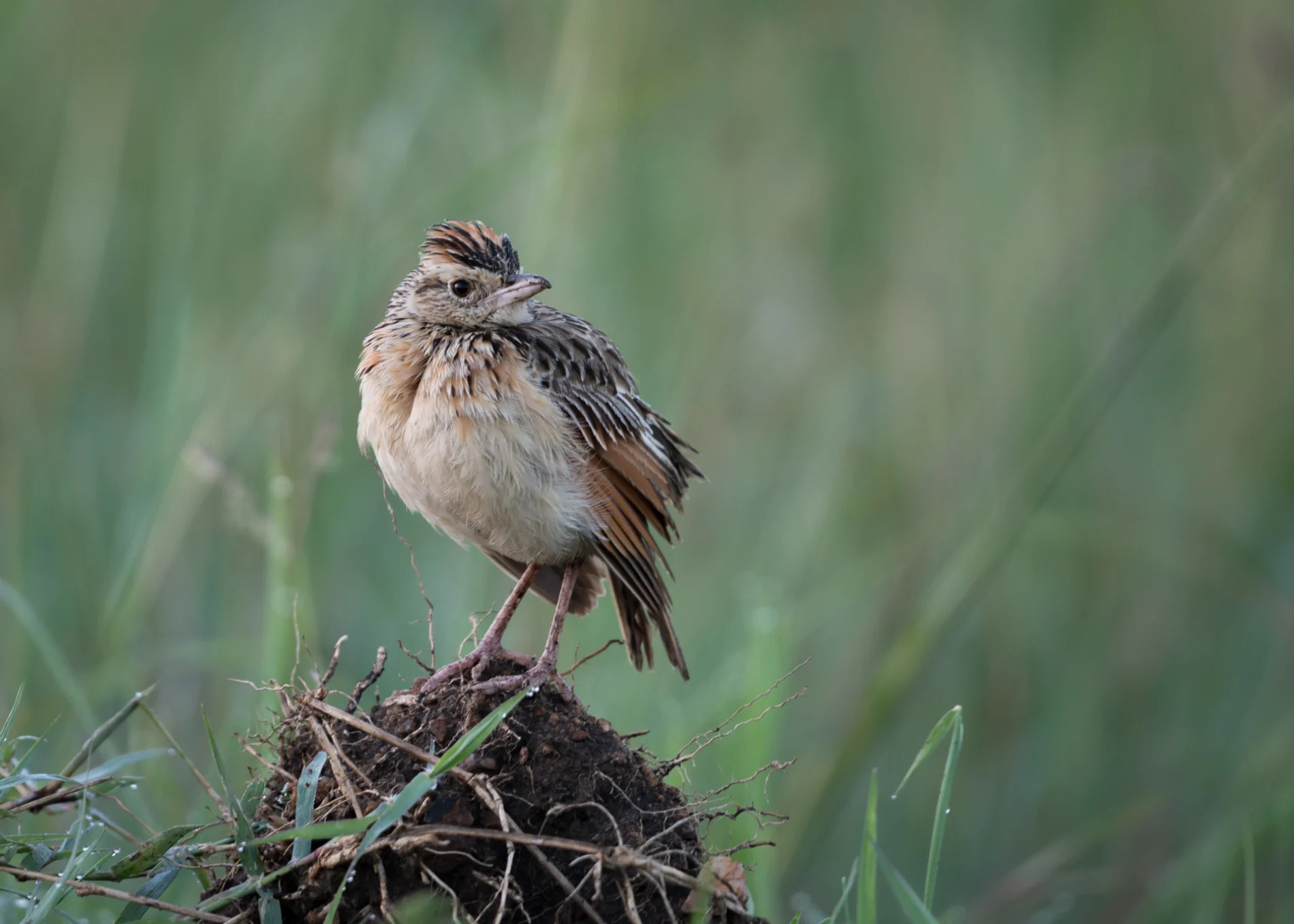 rufous-naped lark