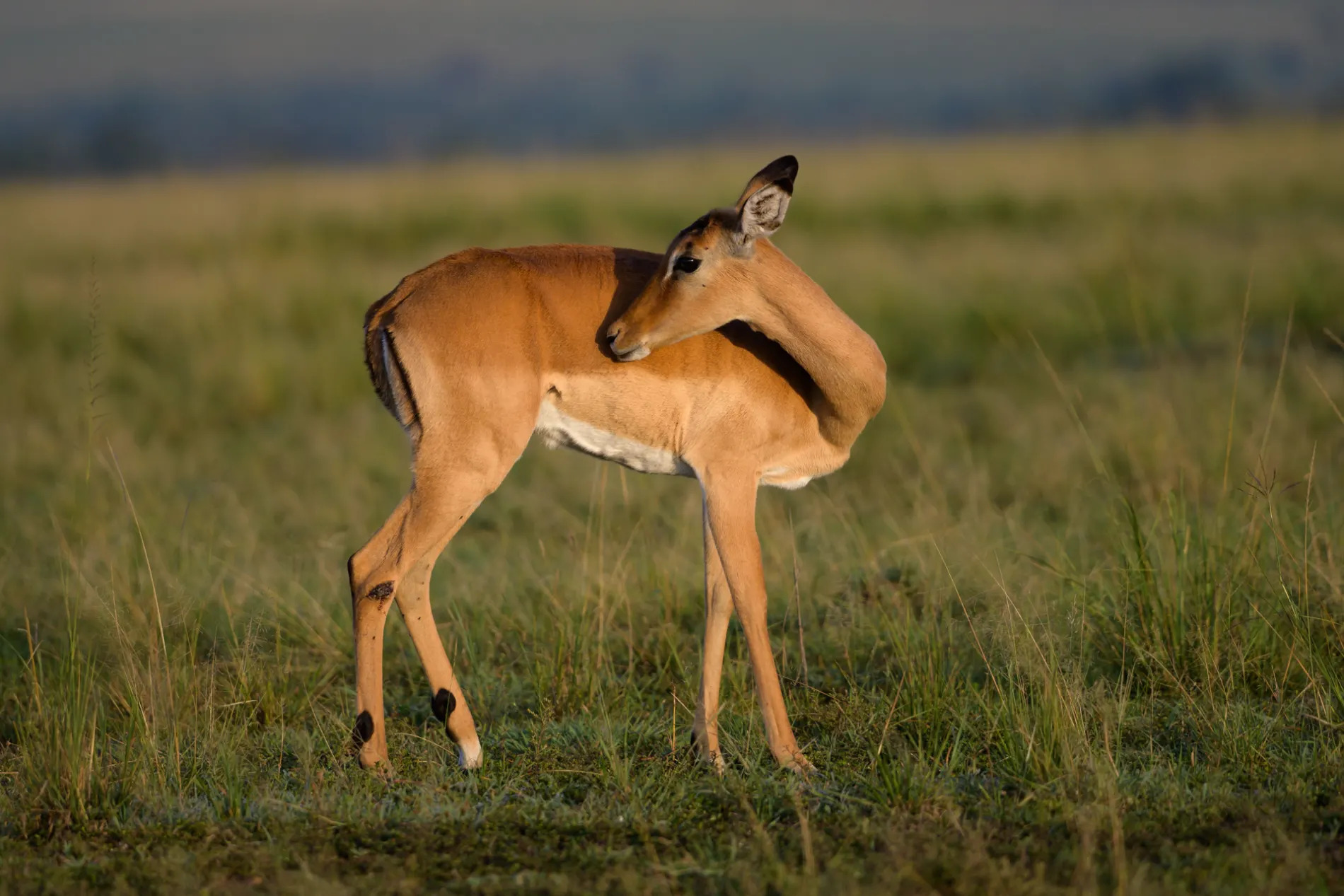 Impala grooming