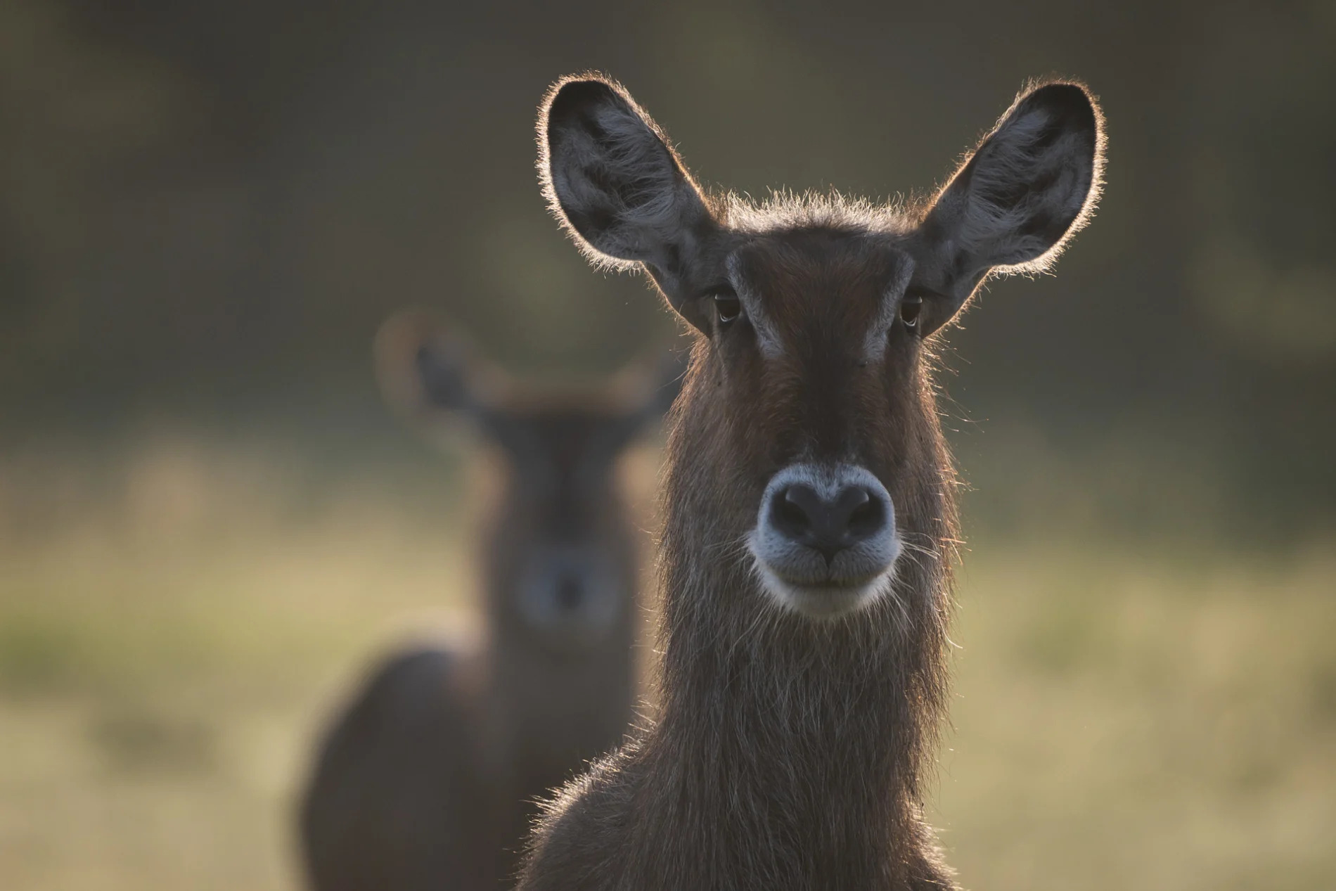 Waterbuck profile