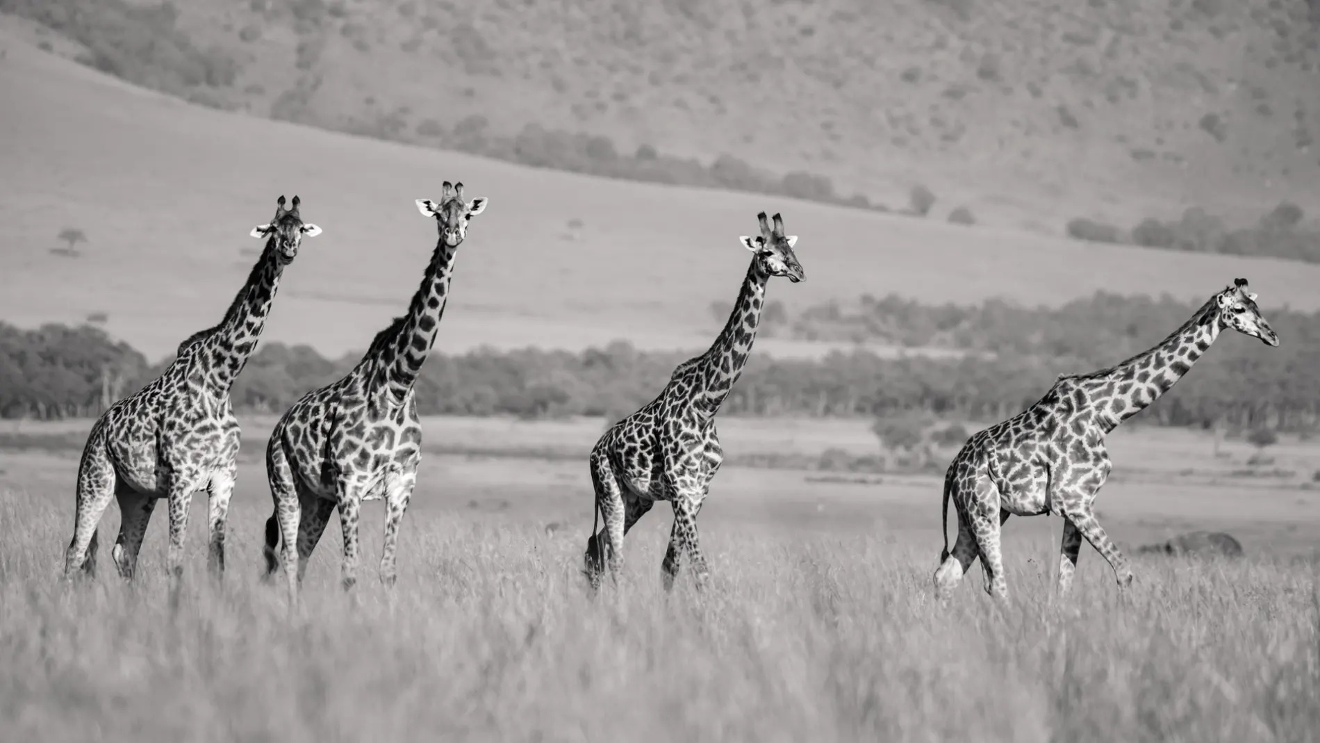 Giraffe BW