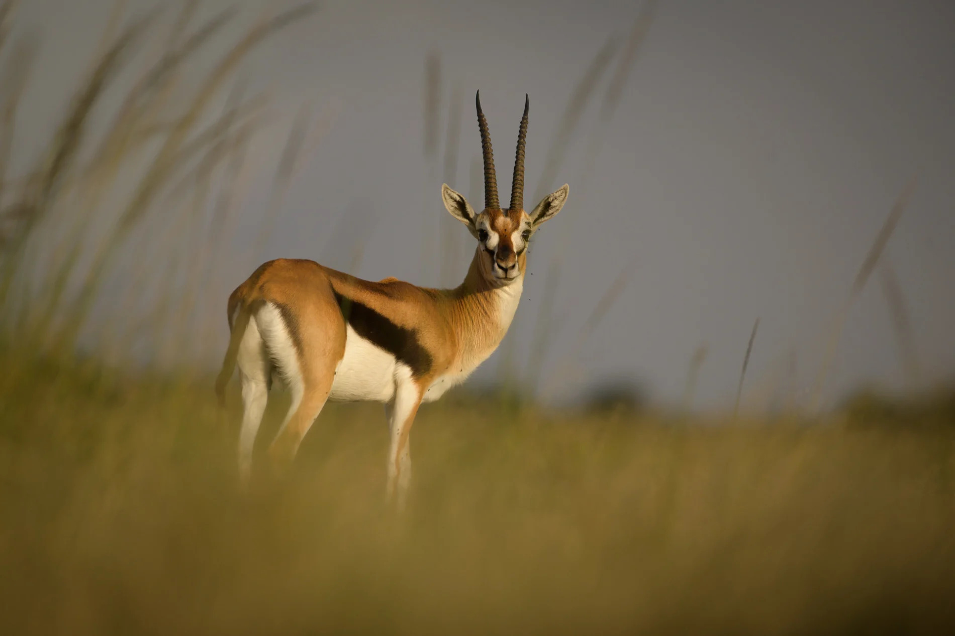 Gazelle