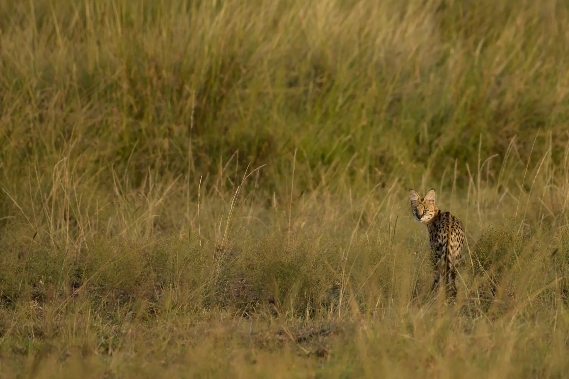 Serval