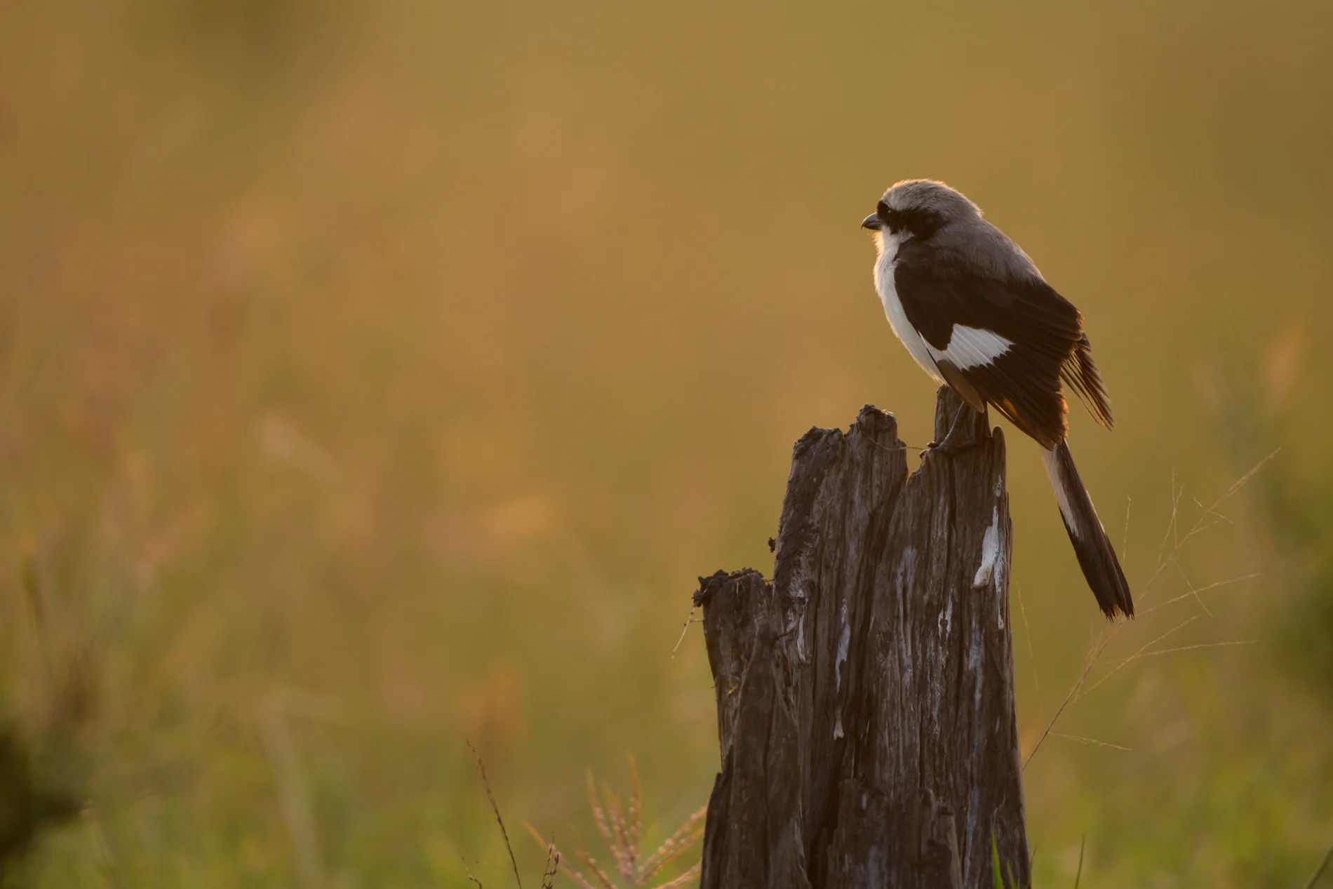 grey shrike