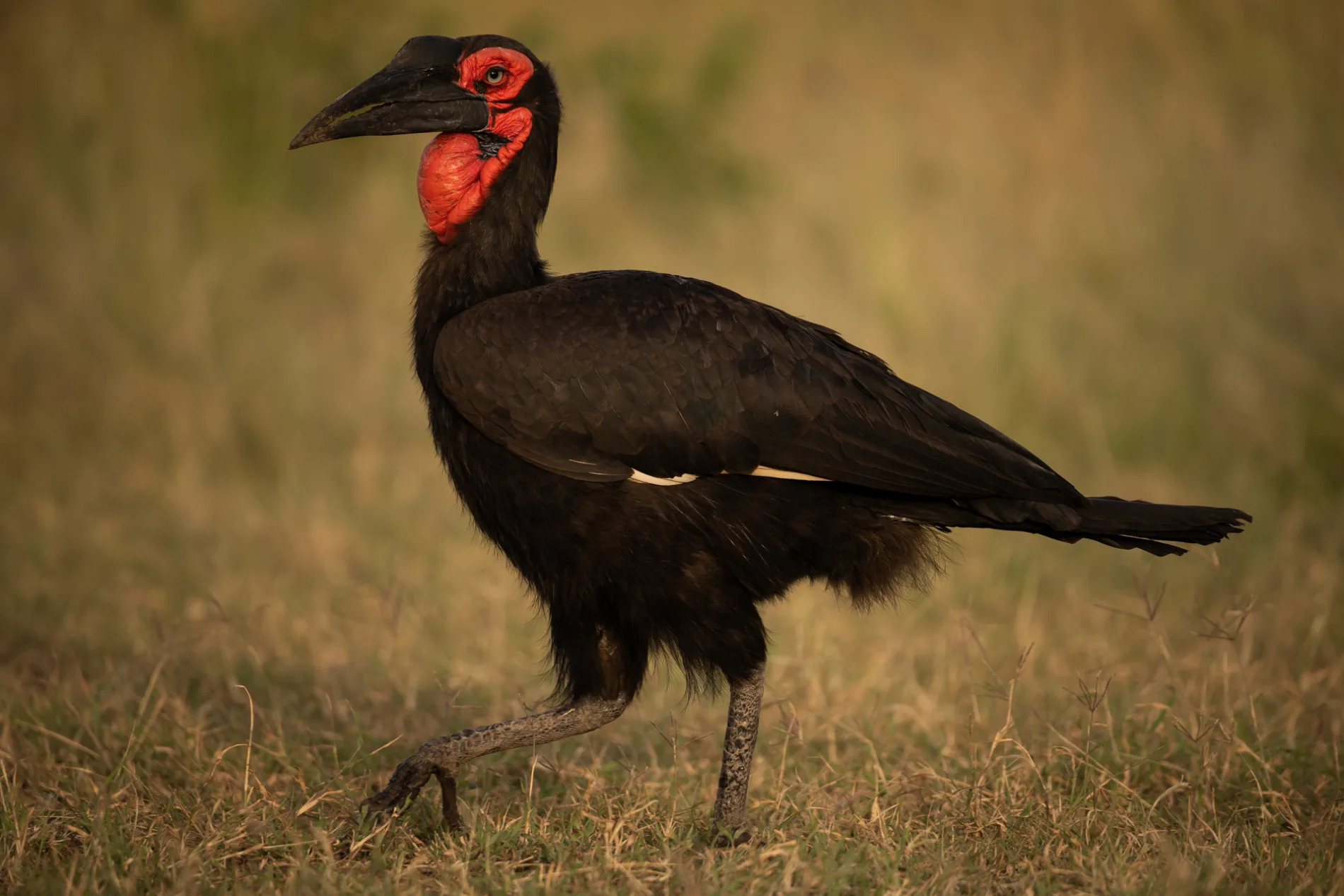 Ground Hornbill