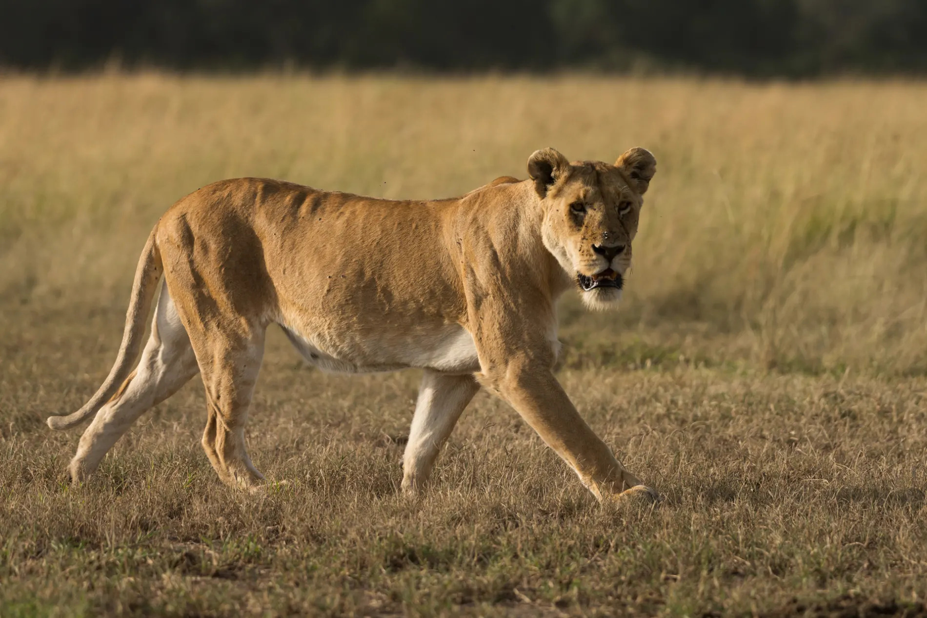 Lioness no turf on tail