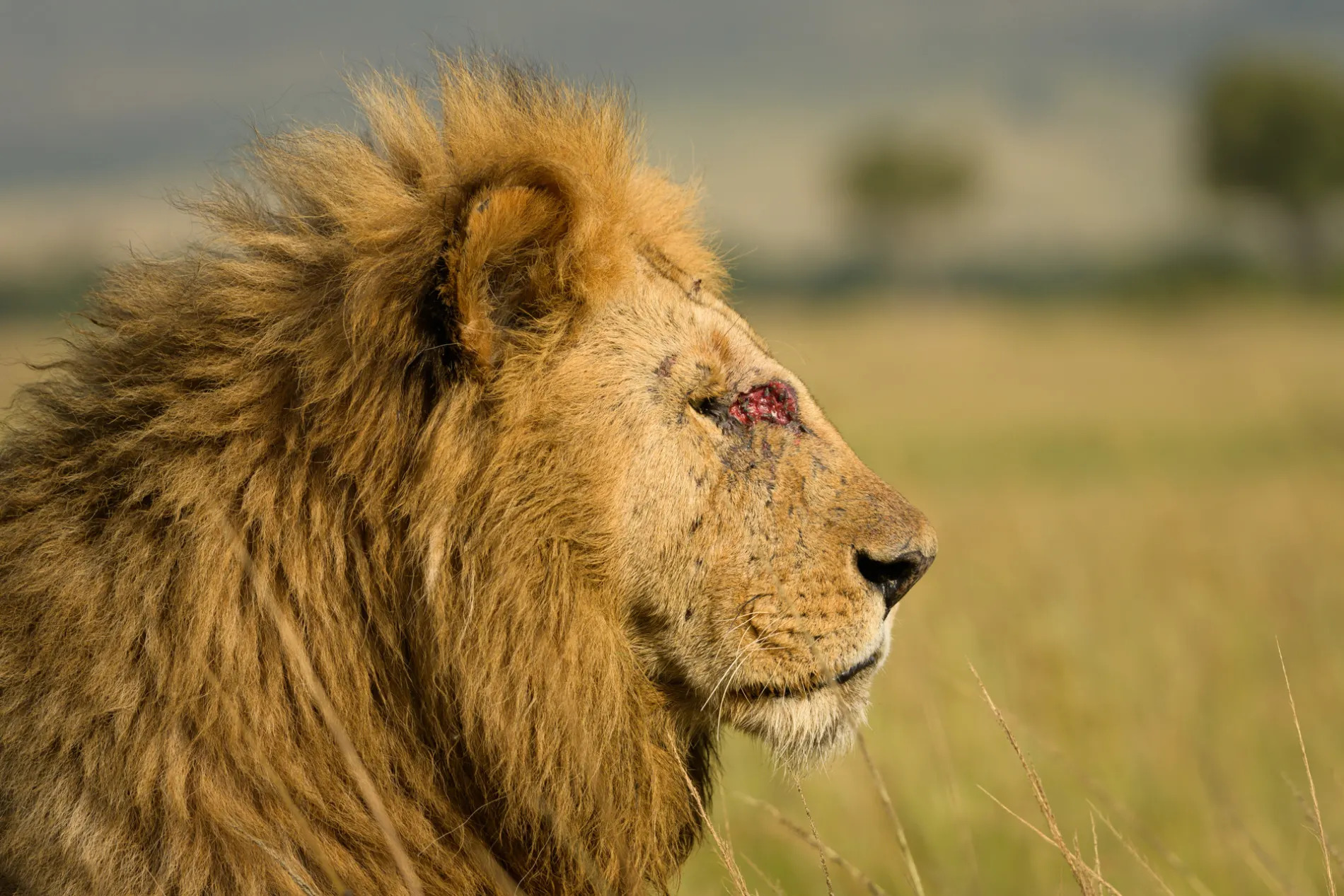 Male Lion