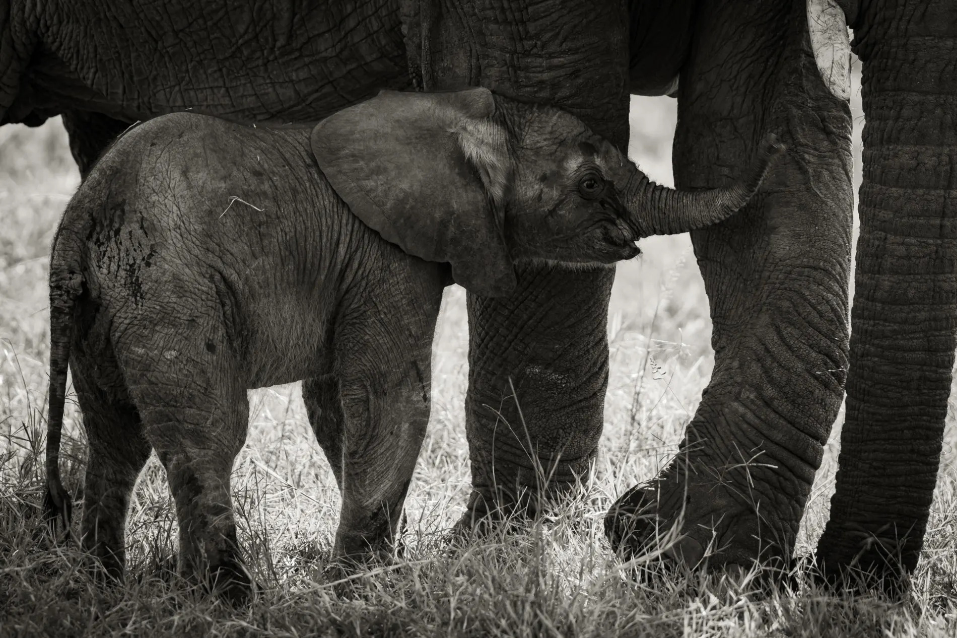 Baby elephant