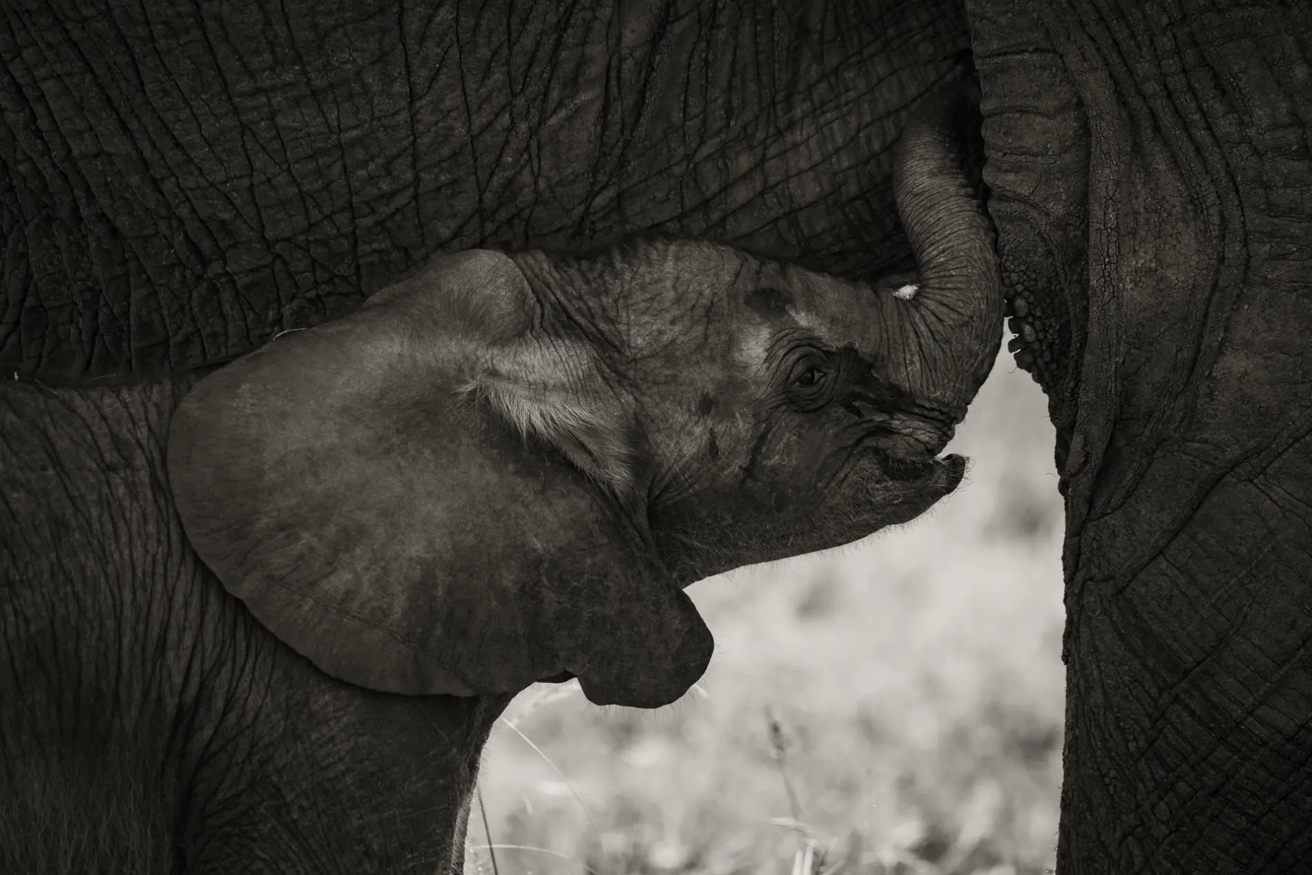 Baby Elephant sucking