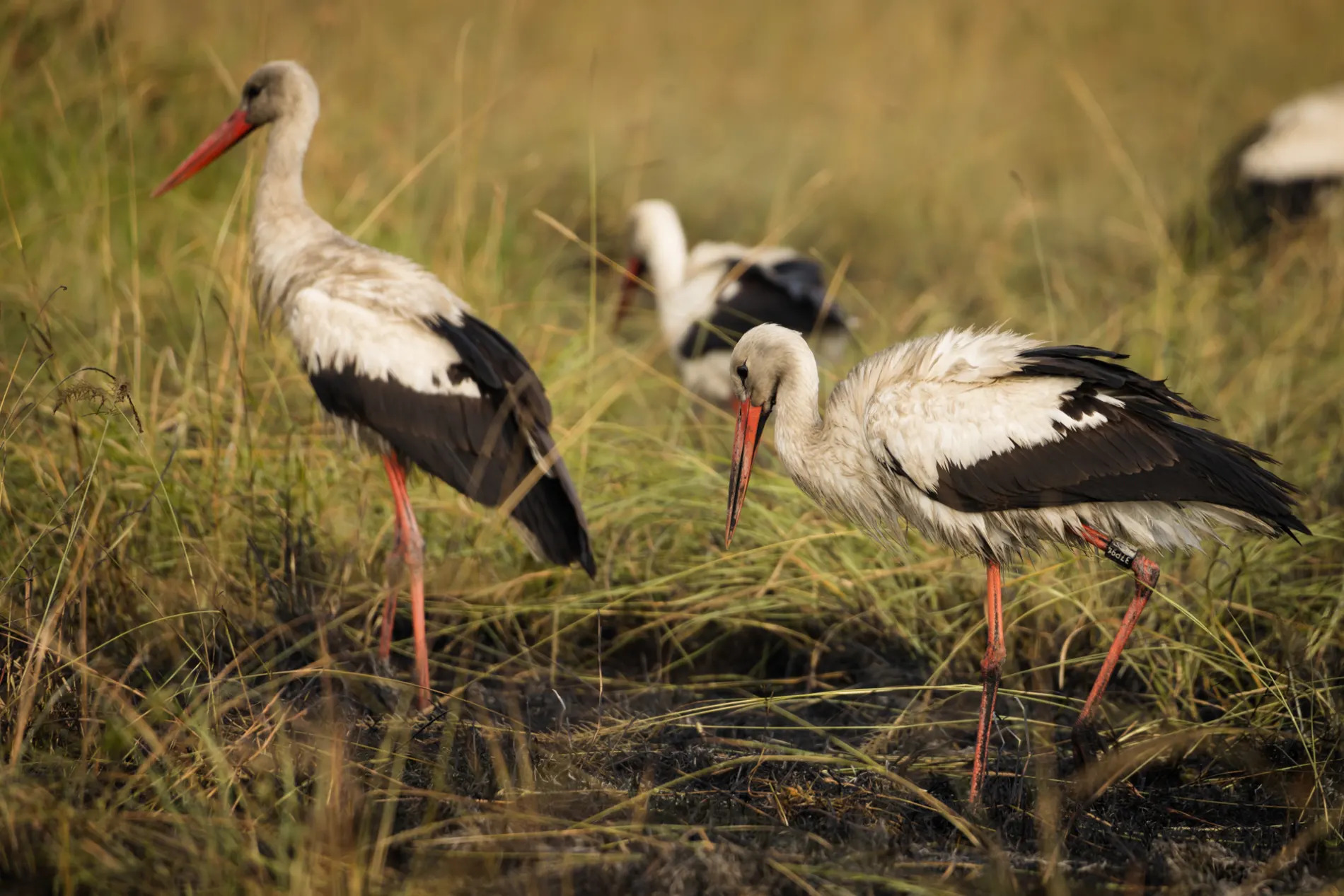 white stork