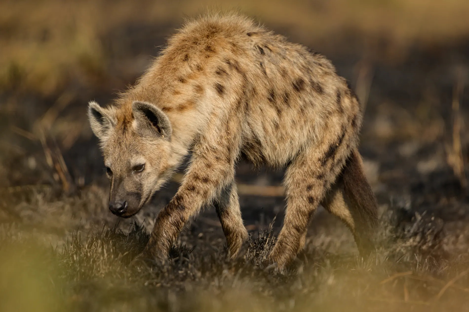 Hyena in burnt area