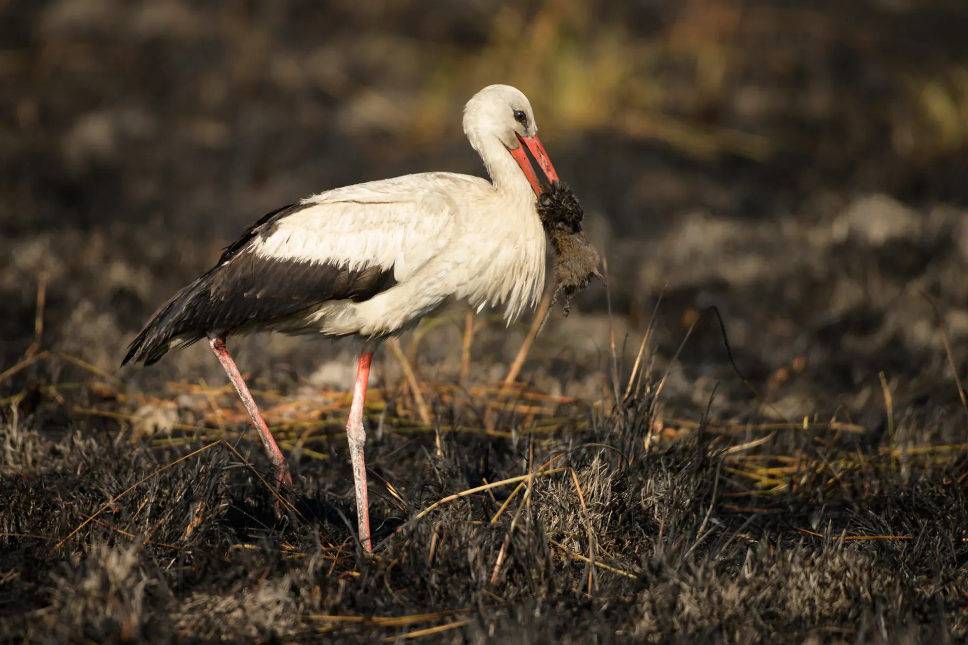 Stork with burnt mouse