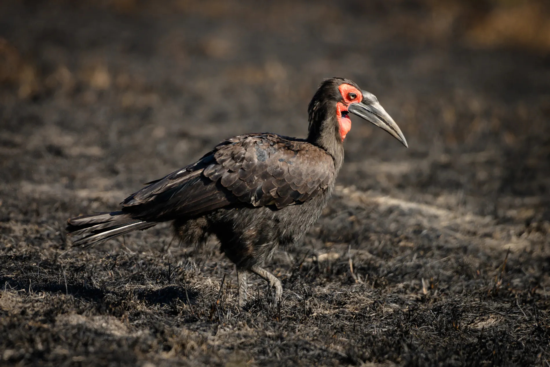 Ground Hornbill in fire