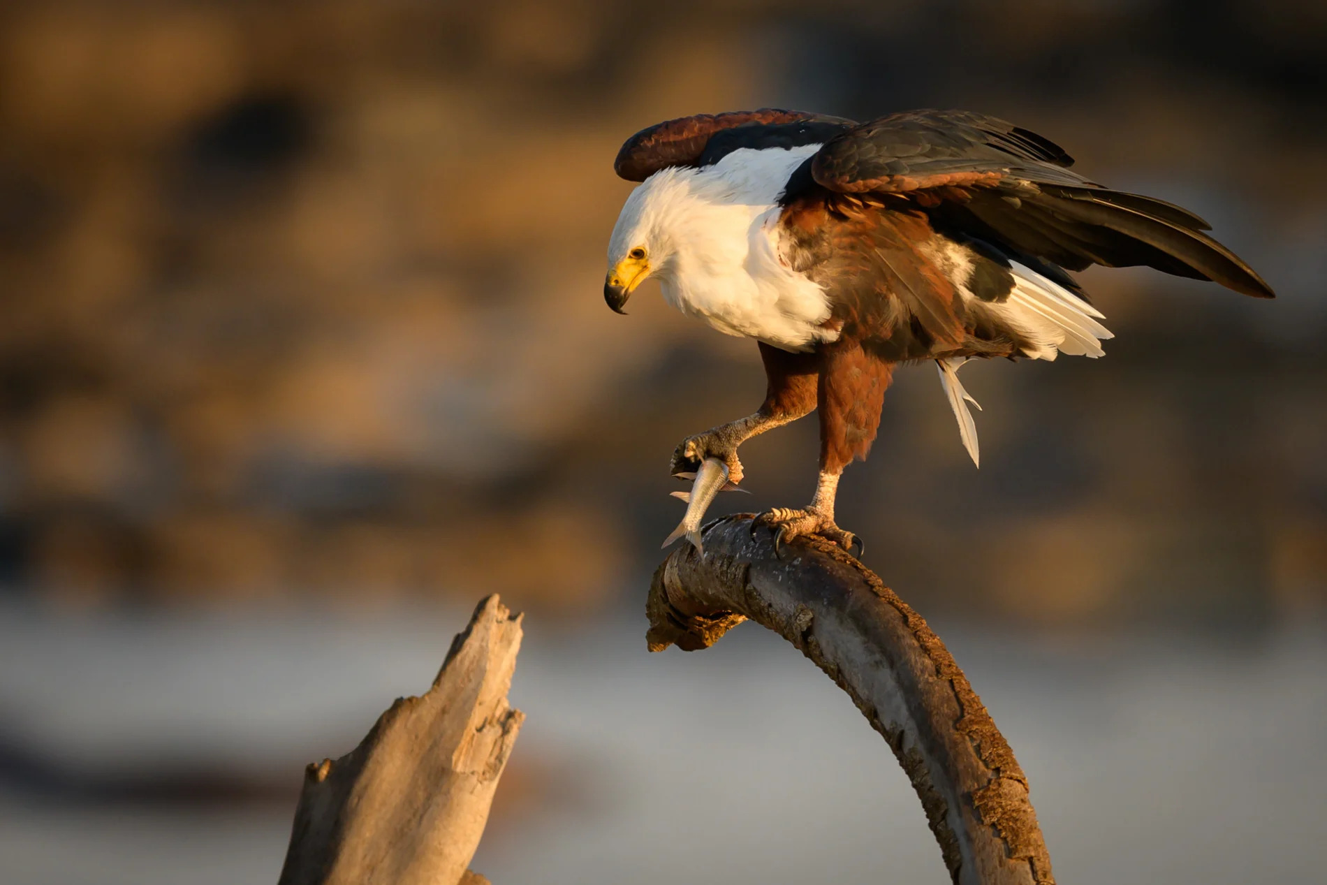 Fish eagle with catch
