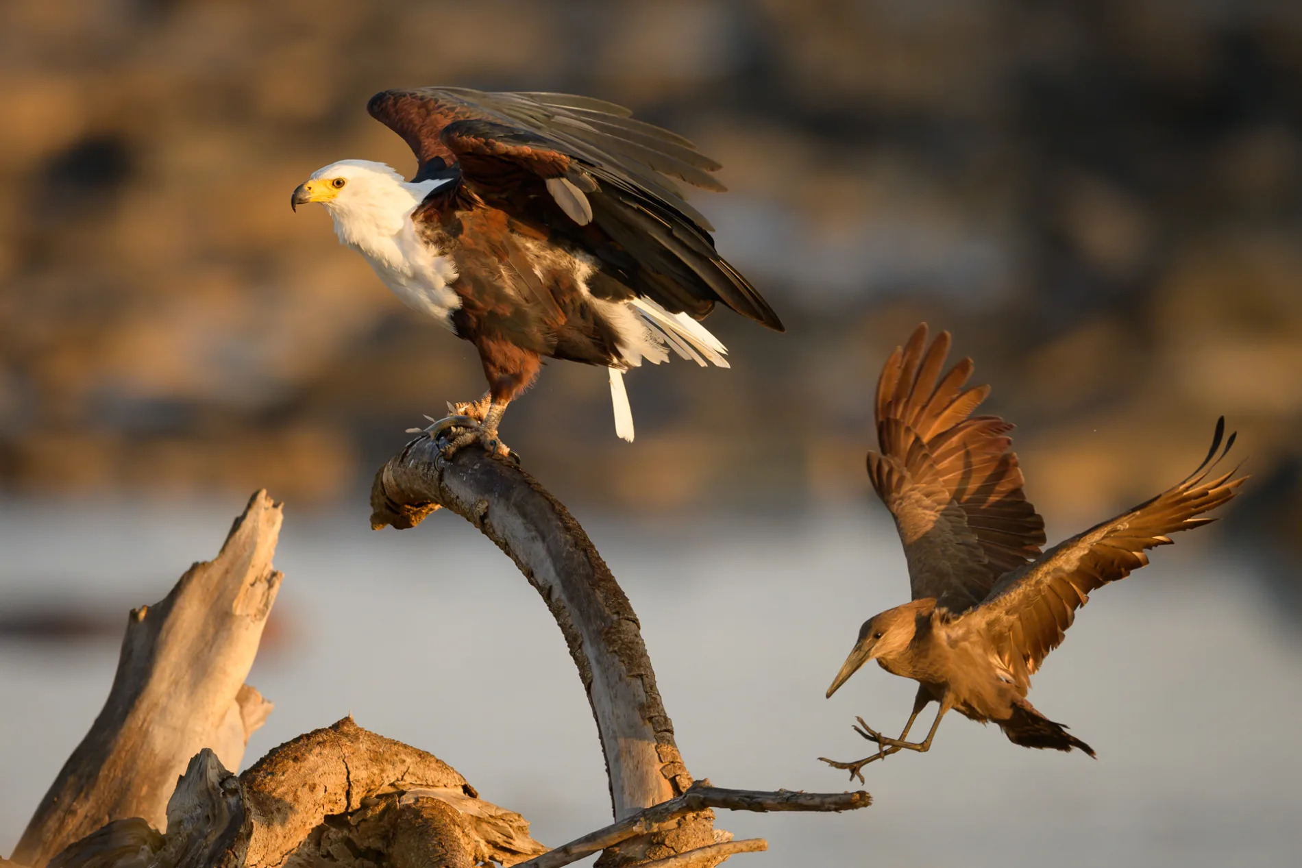 fish eagle and hamerkop