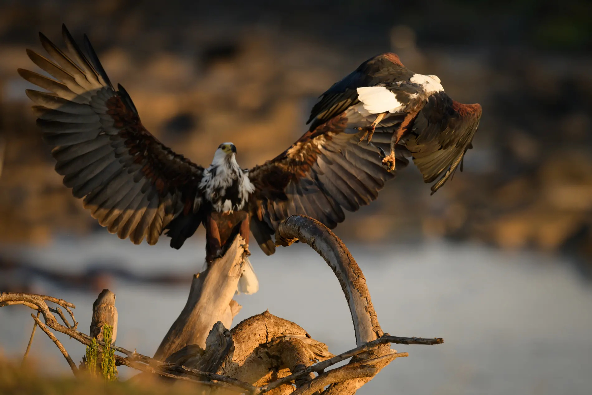 fish eagle and baby