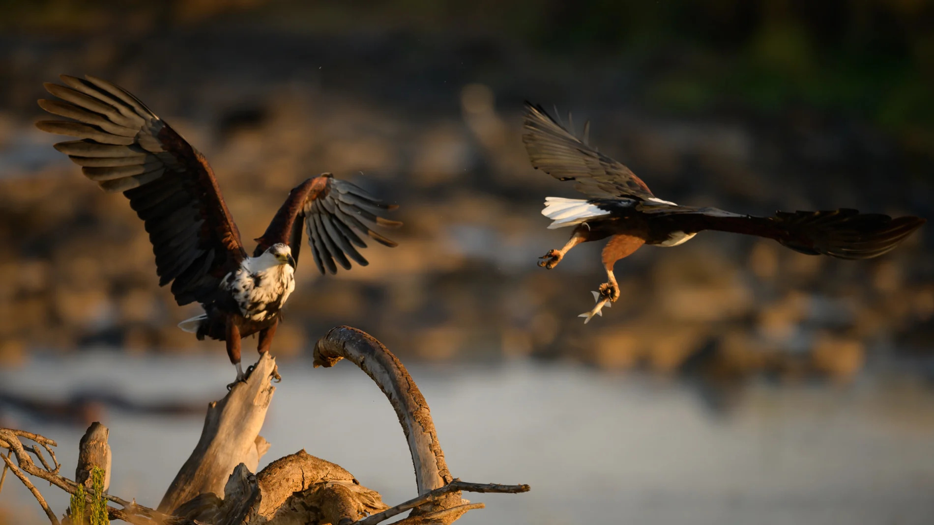 fish eagle flying off