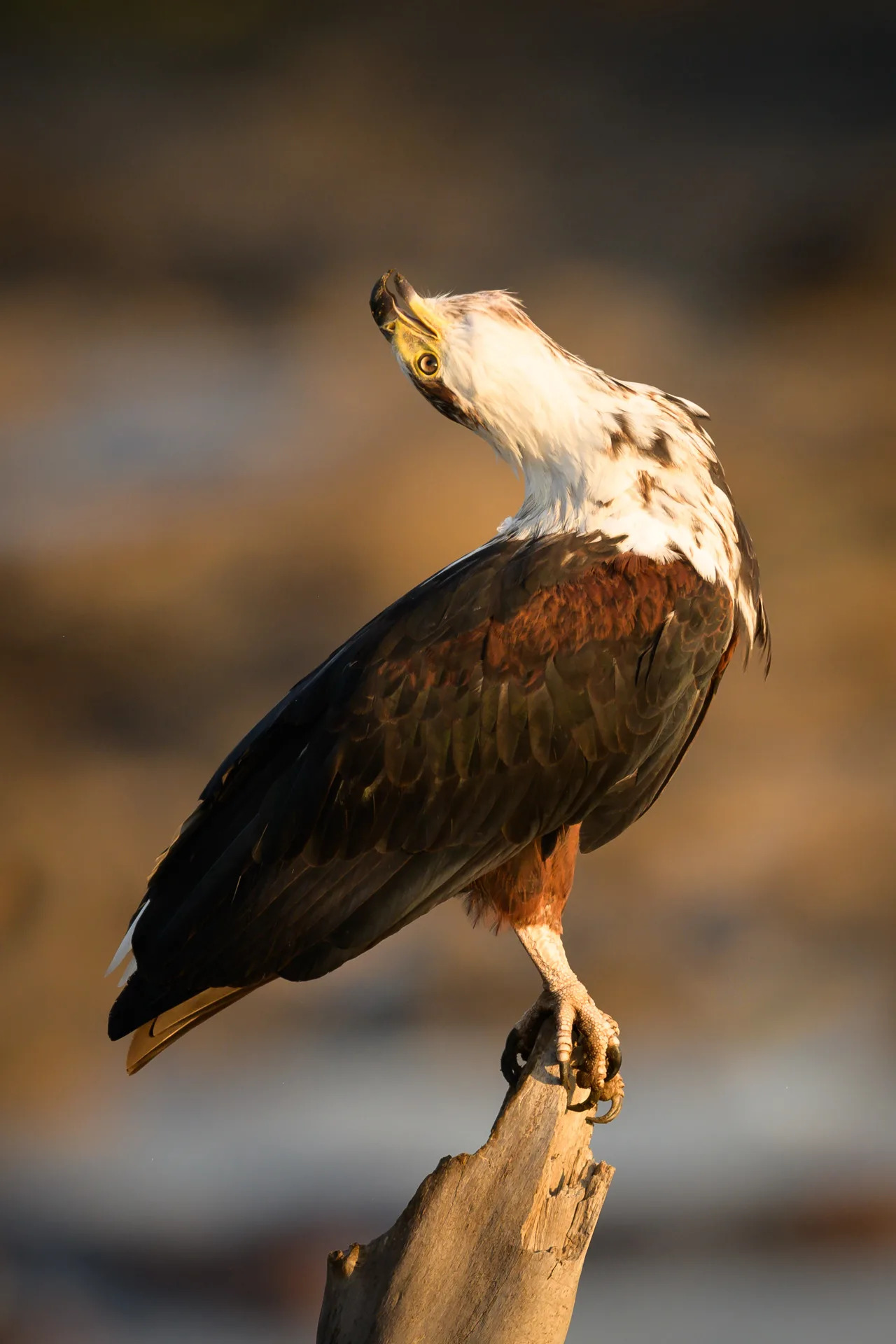 fish eagle calling