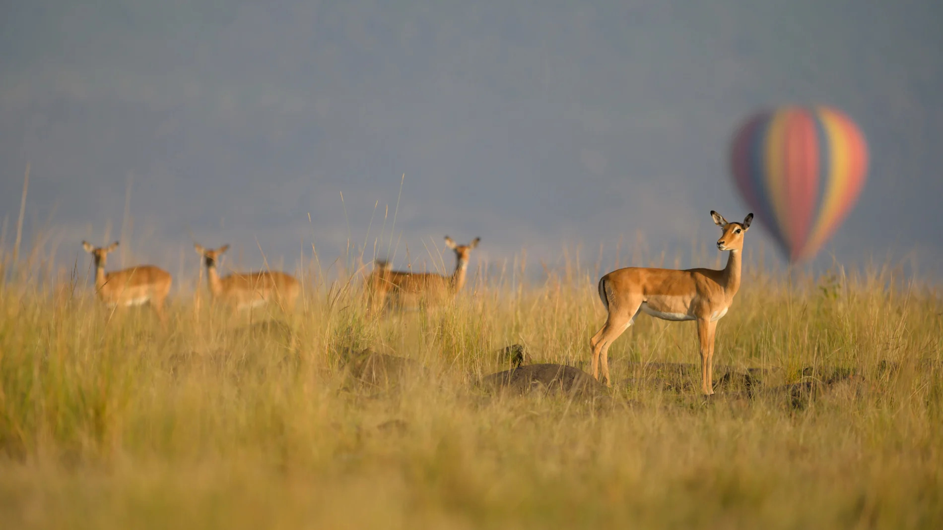 impala and balloon