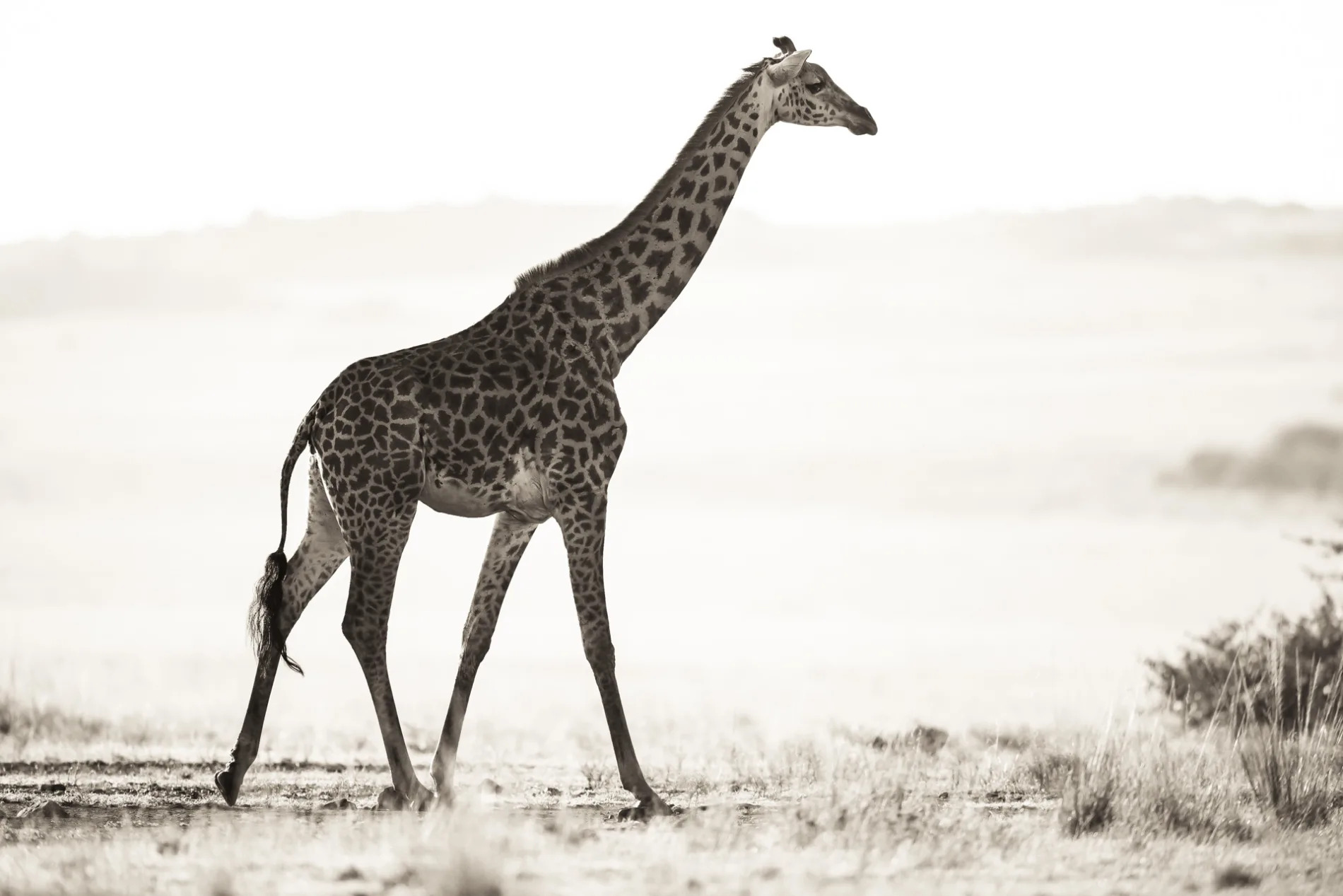 giraffe walking