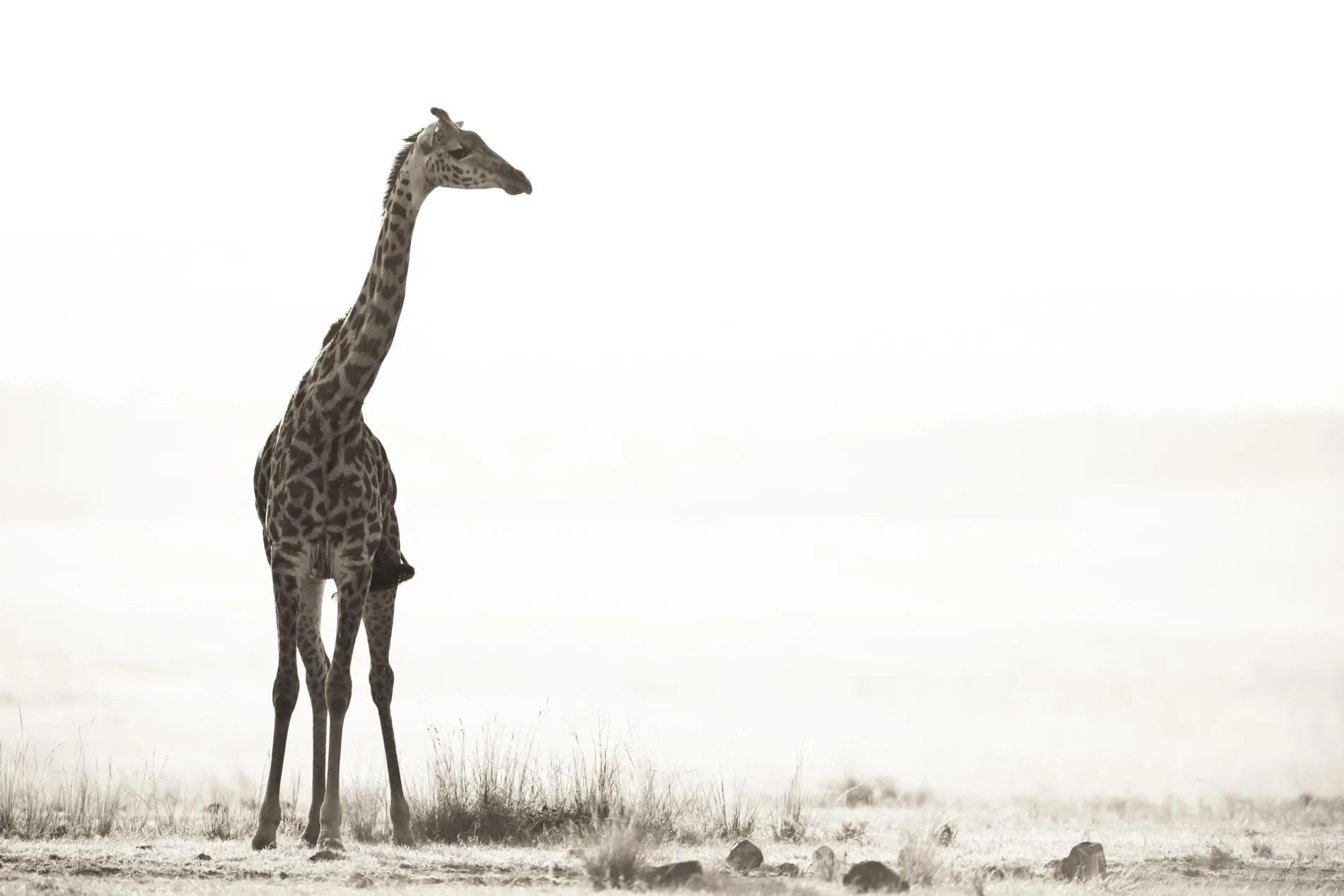 Giraffe gaze into distance