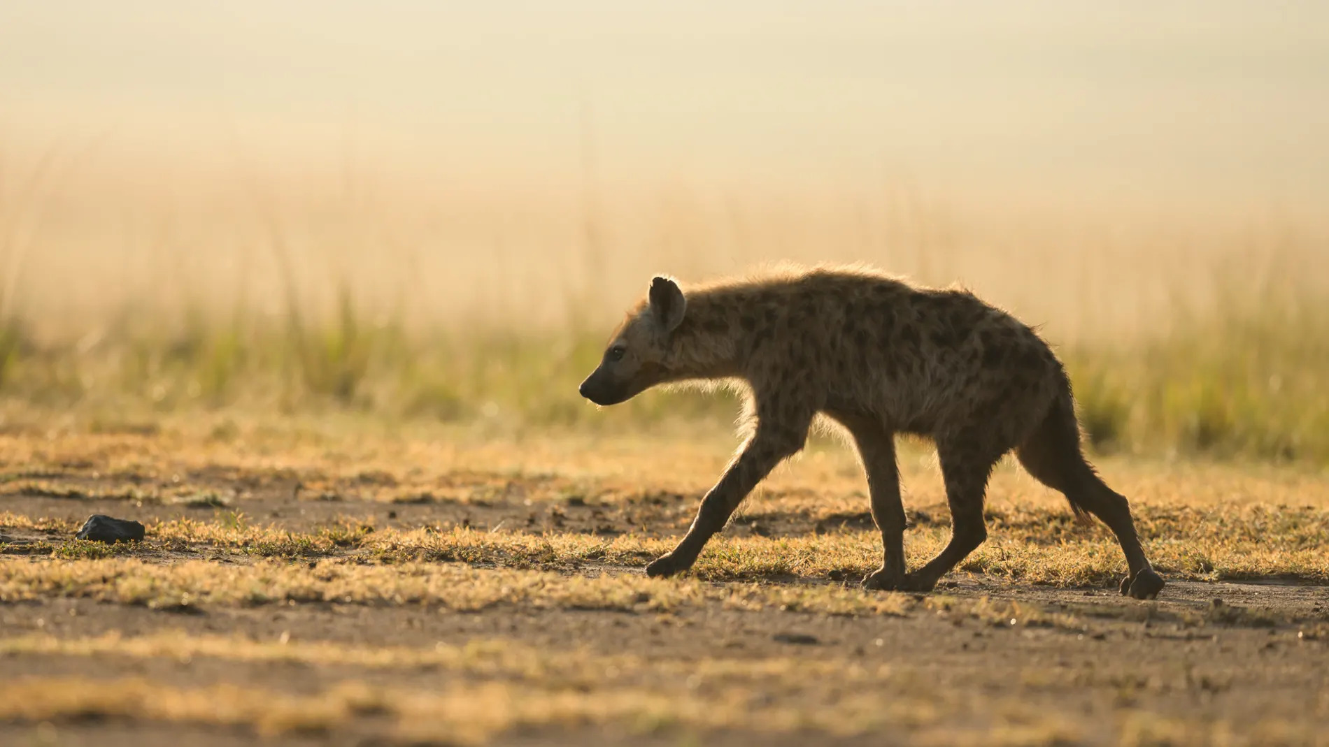 hyena walking