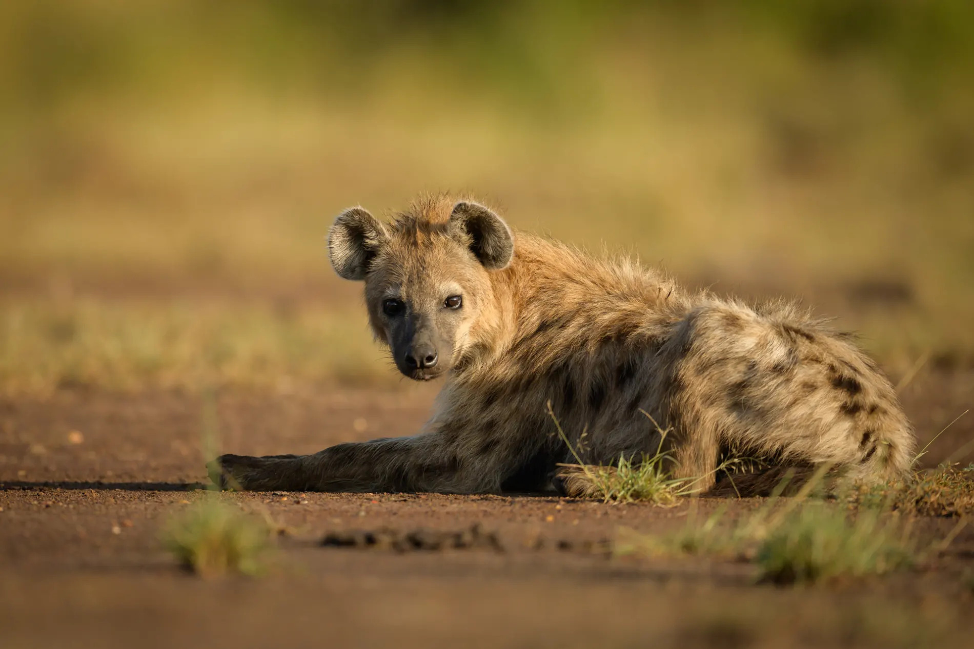 hyena sitting