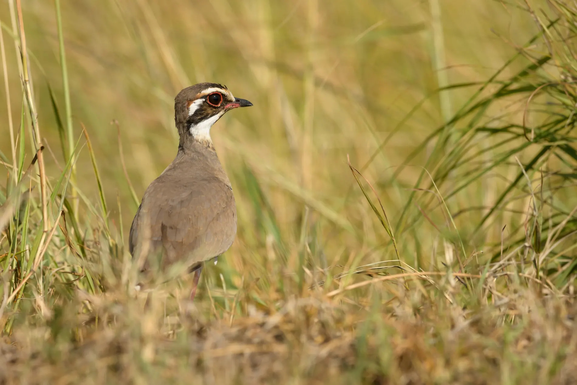 courser bird