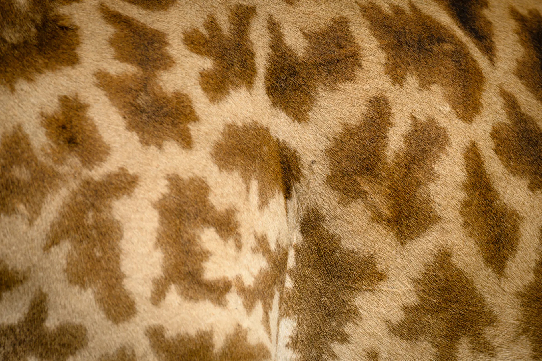 giraffe skin