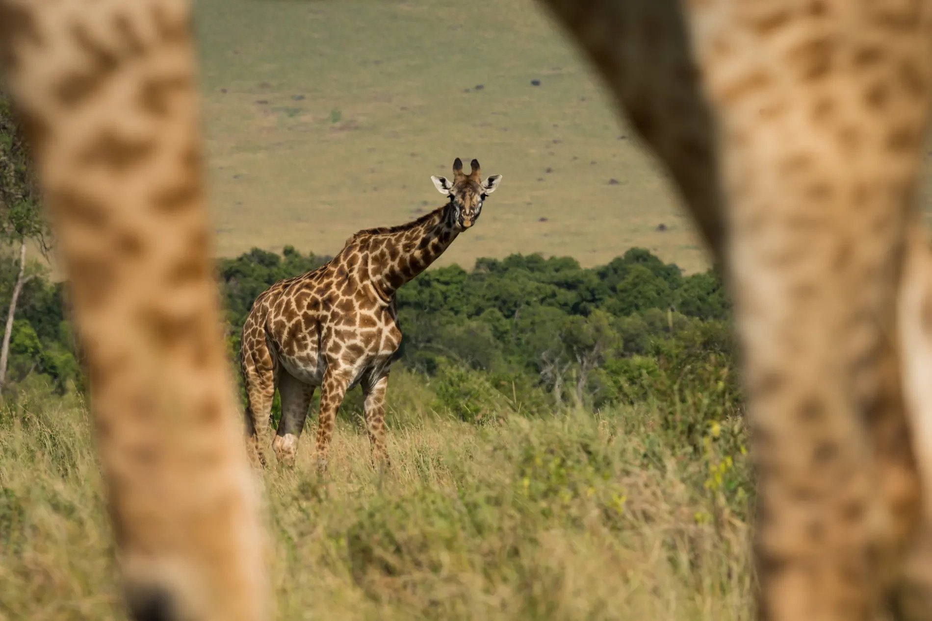 giraffe in giraffe