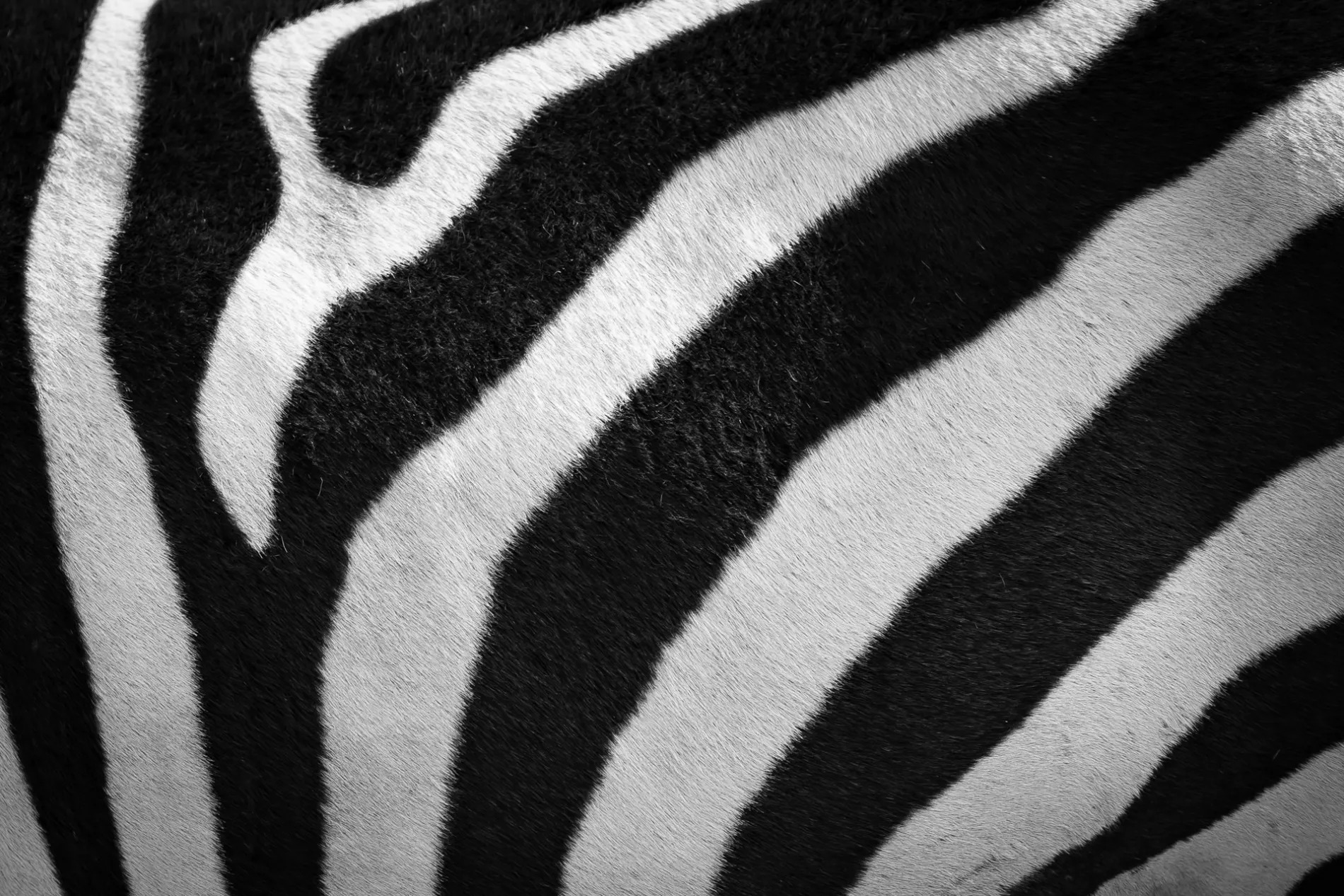 zebra skin