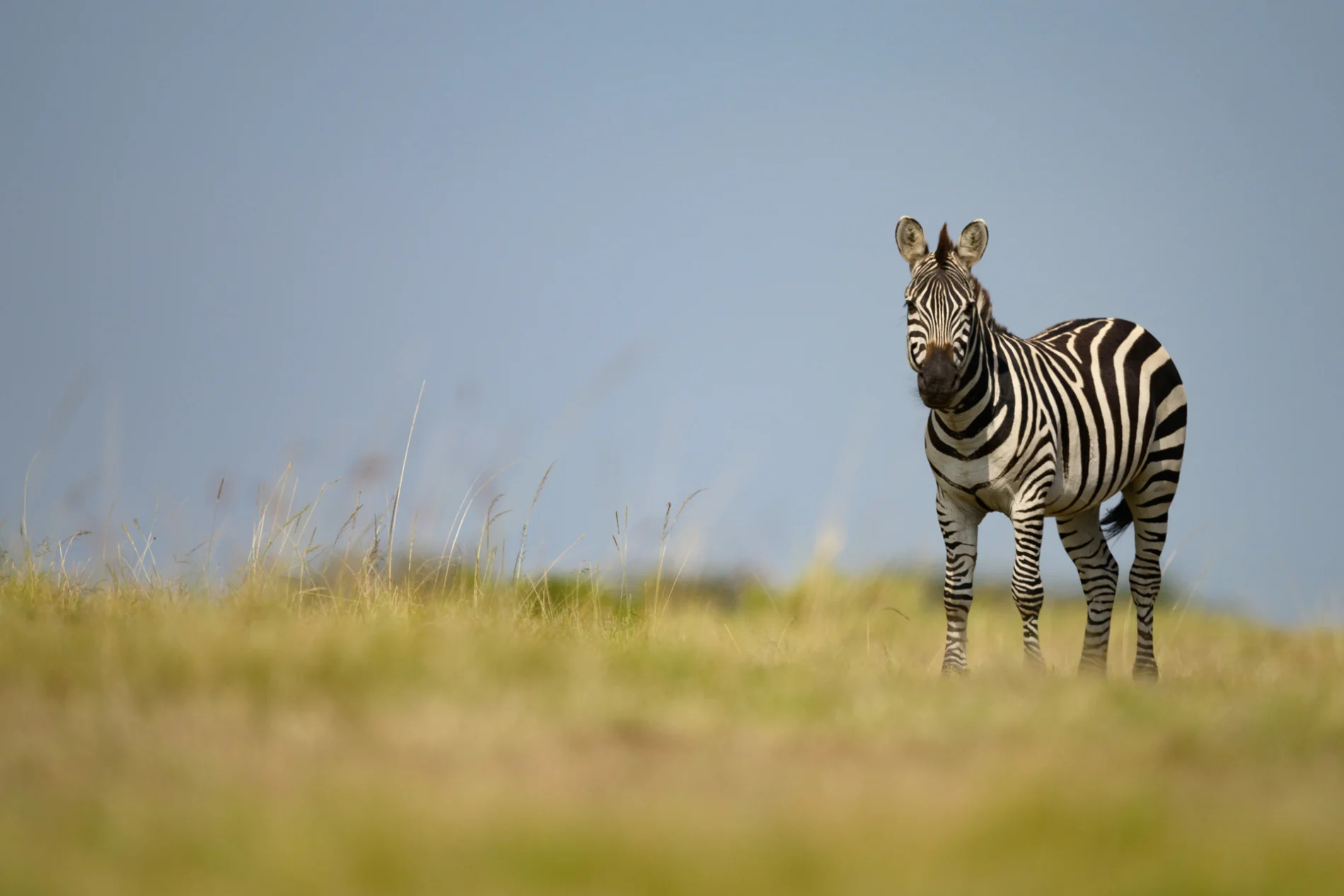 Lone Zebra