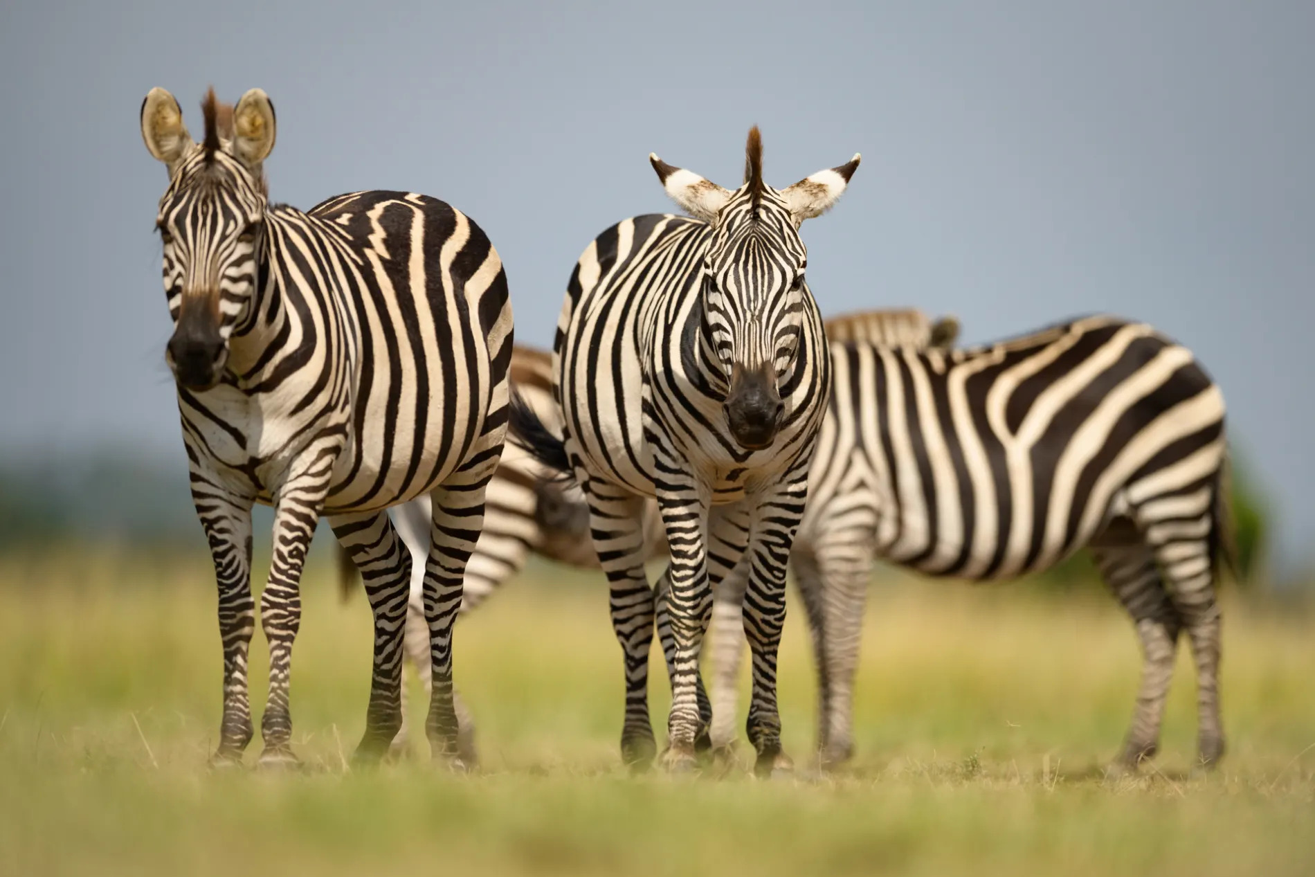 zebra standing