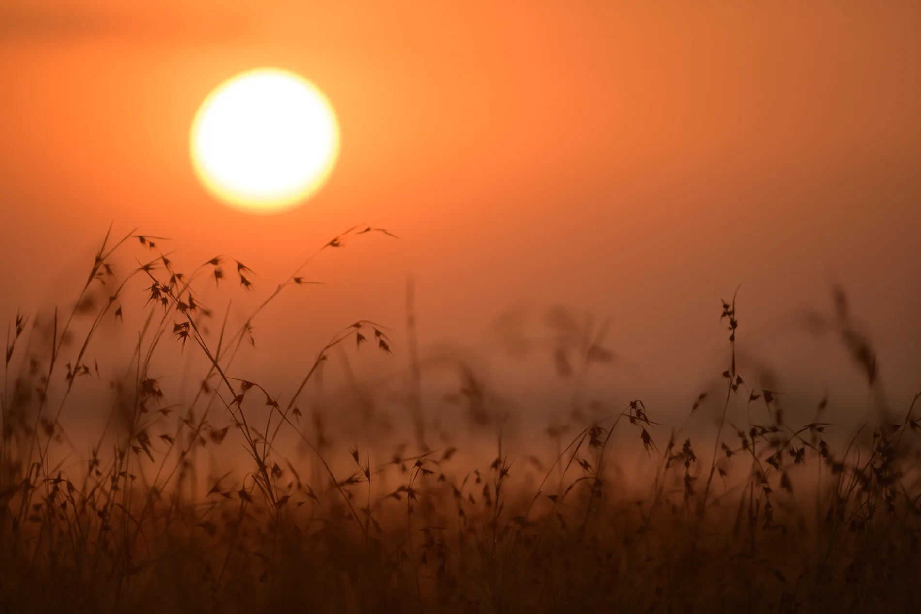 grass and sunrise