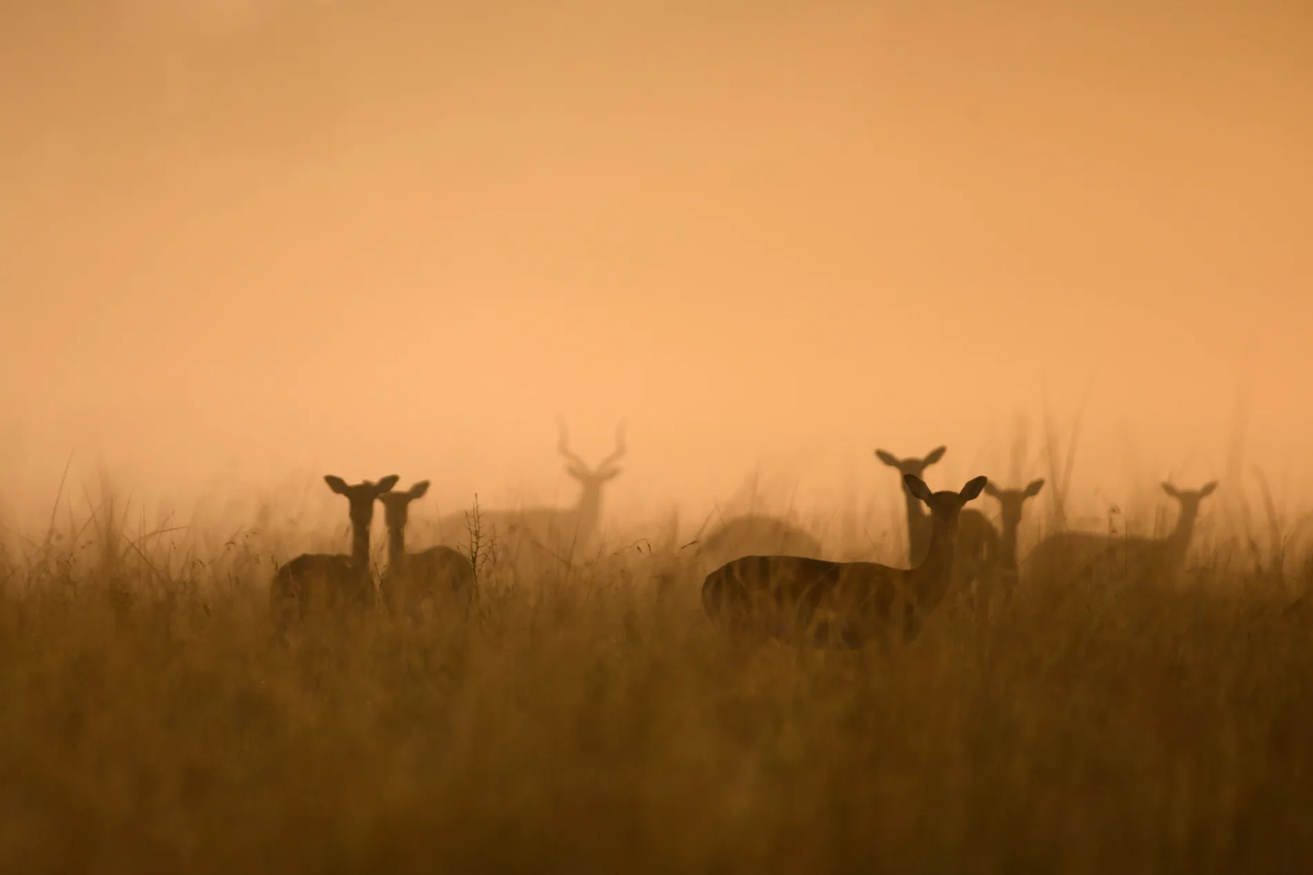 impala in mist