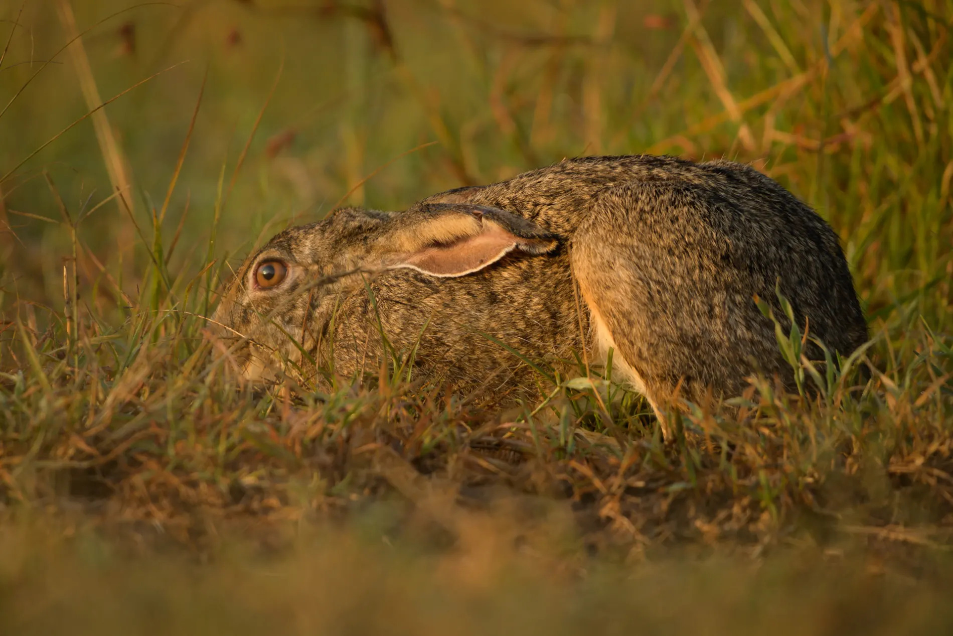 scrub hare