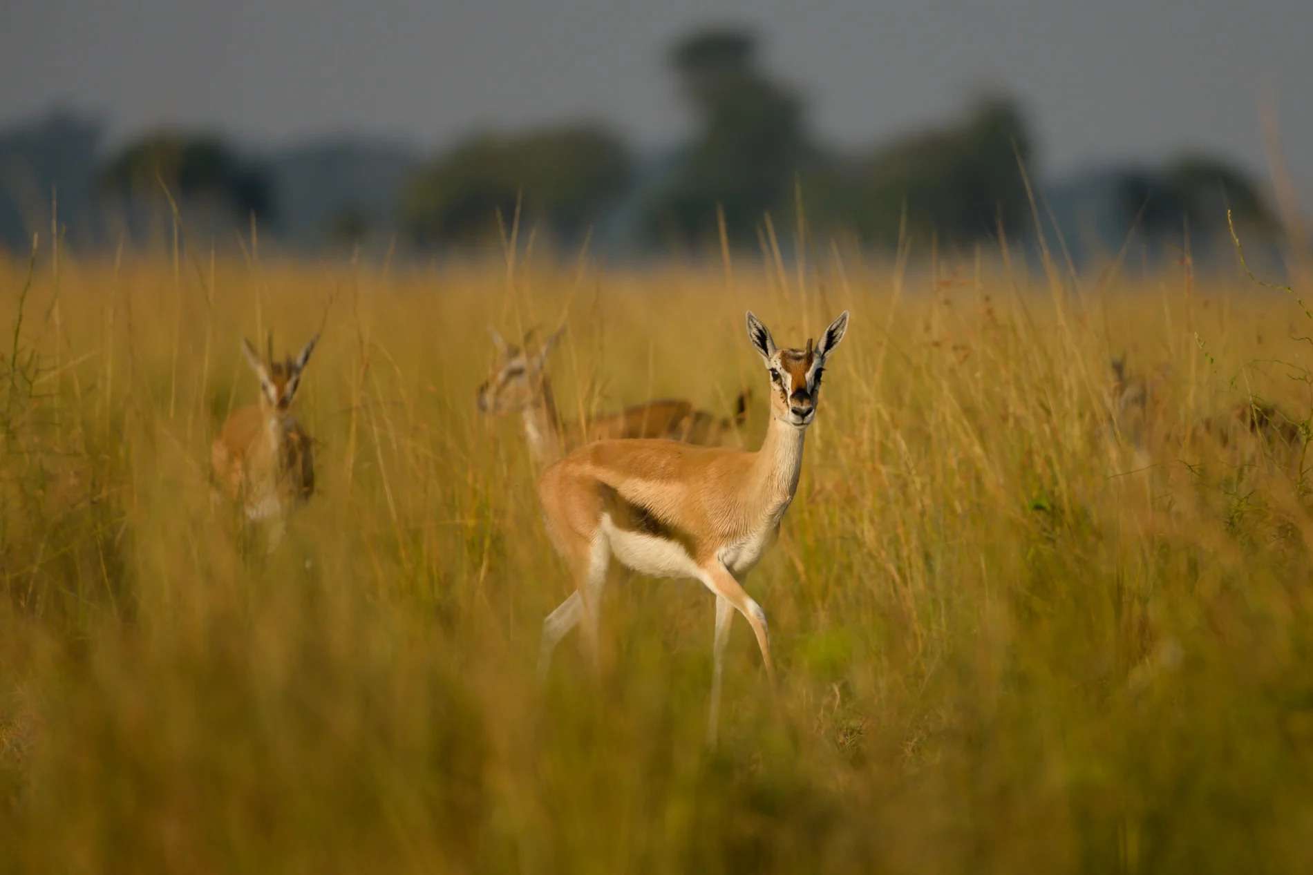 gazelle