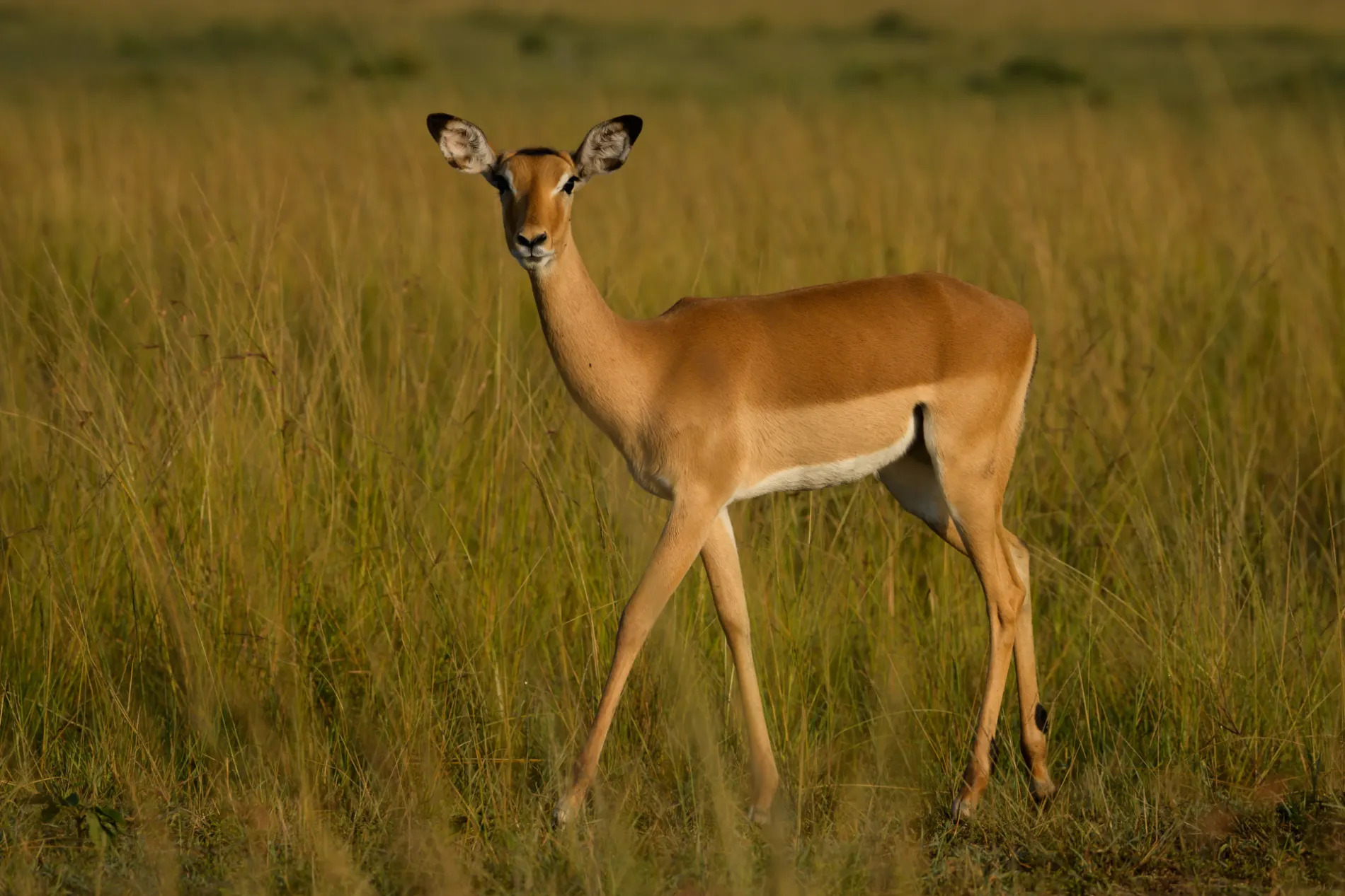 impala standing