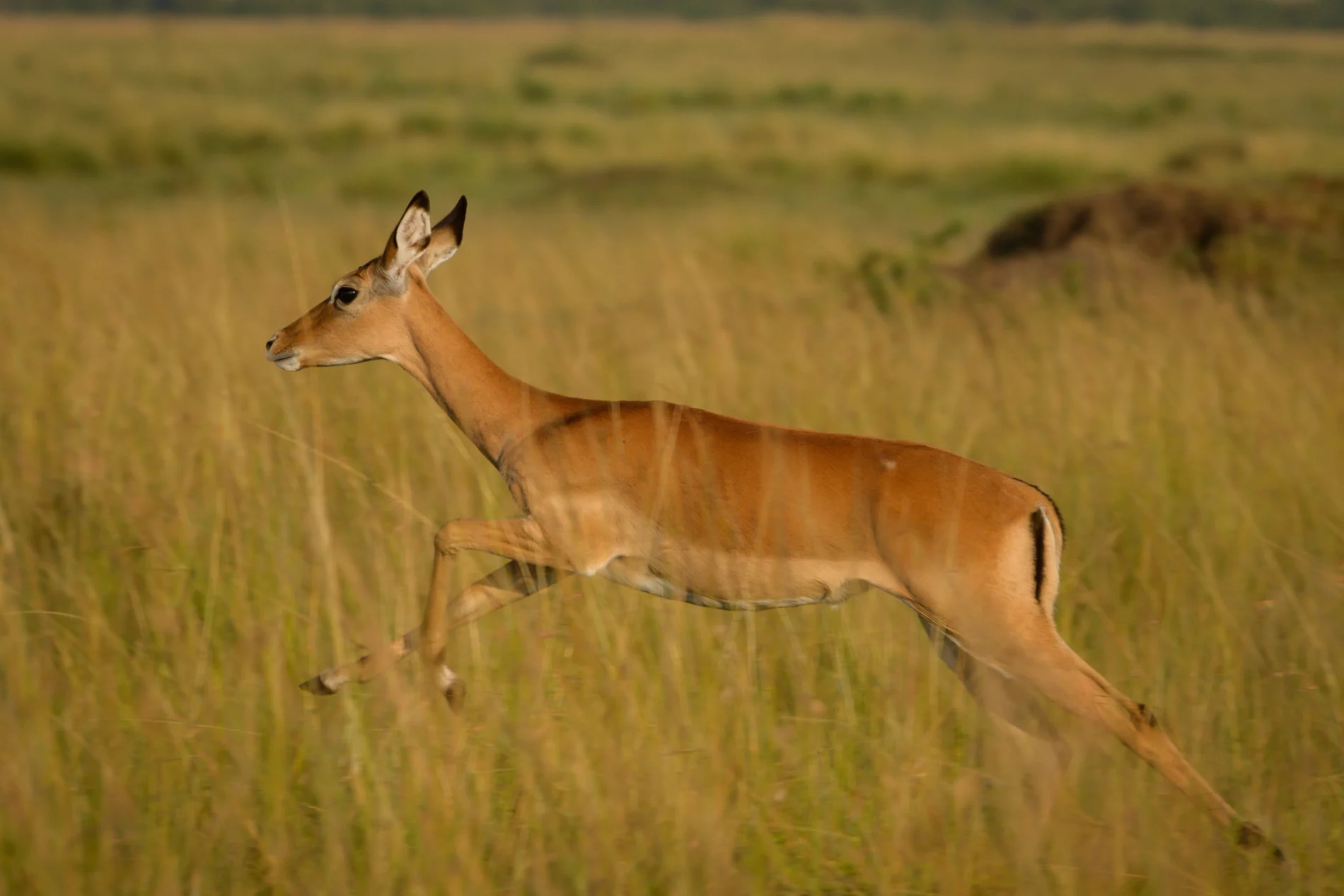 impala jump