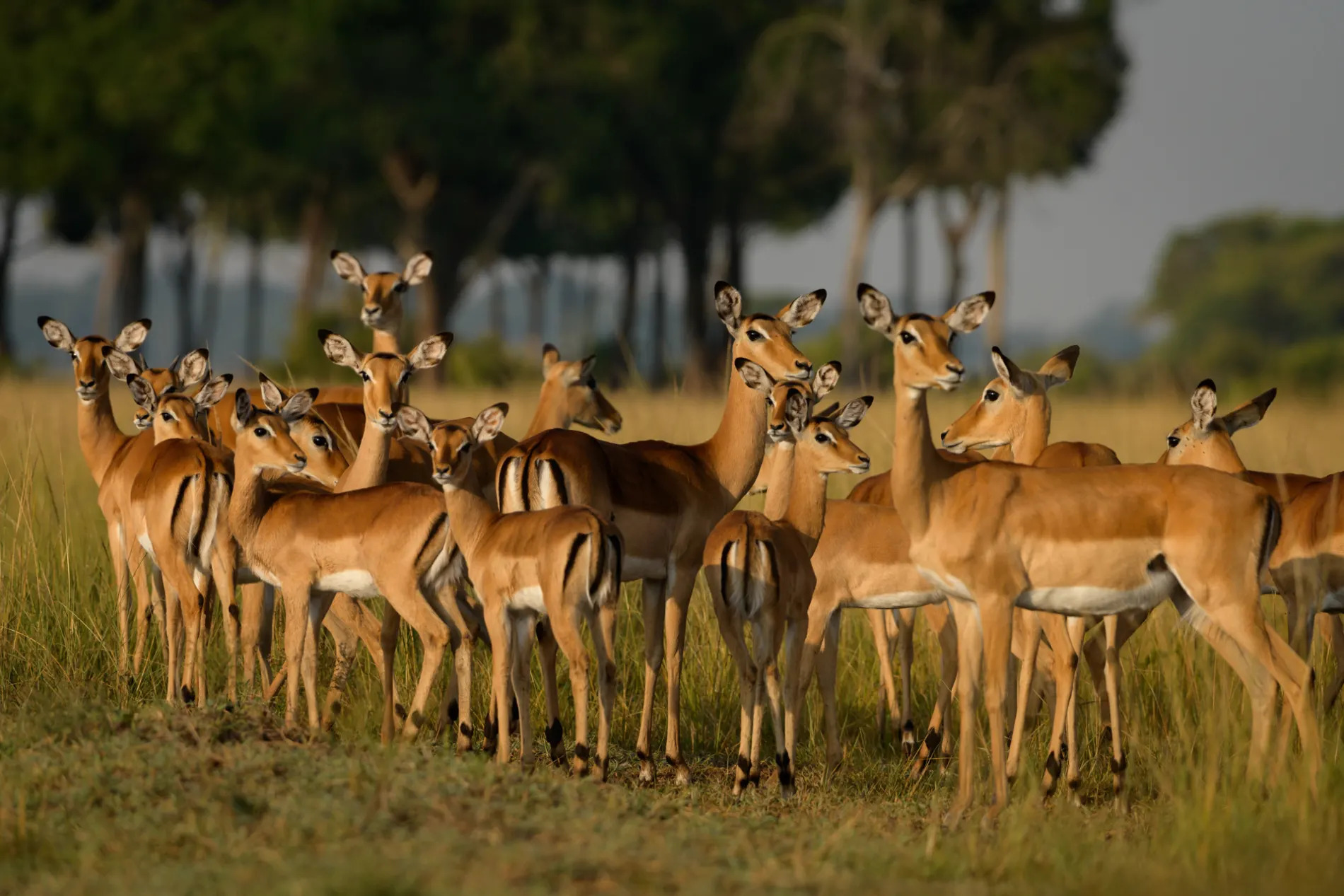 impala herd