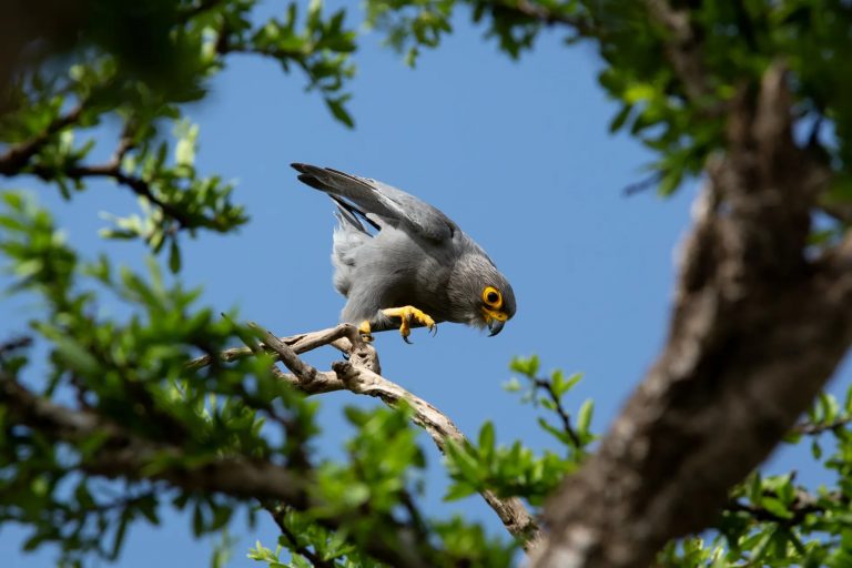 Grey Kestrel