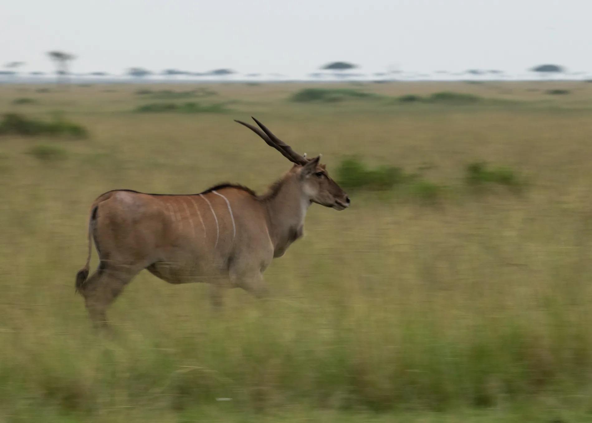 Eland