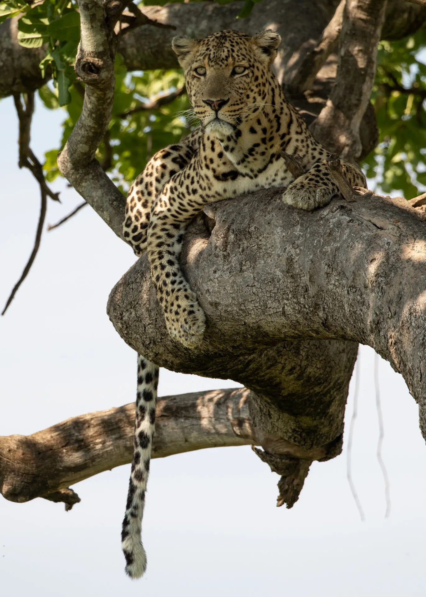 Leopard portrait in tree
