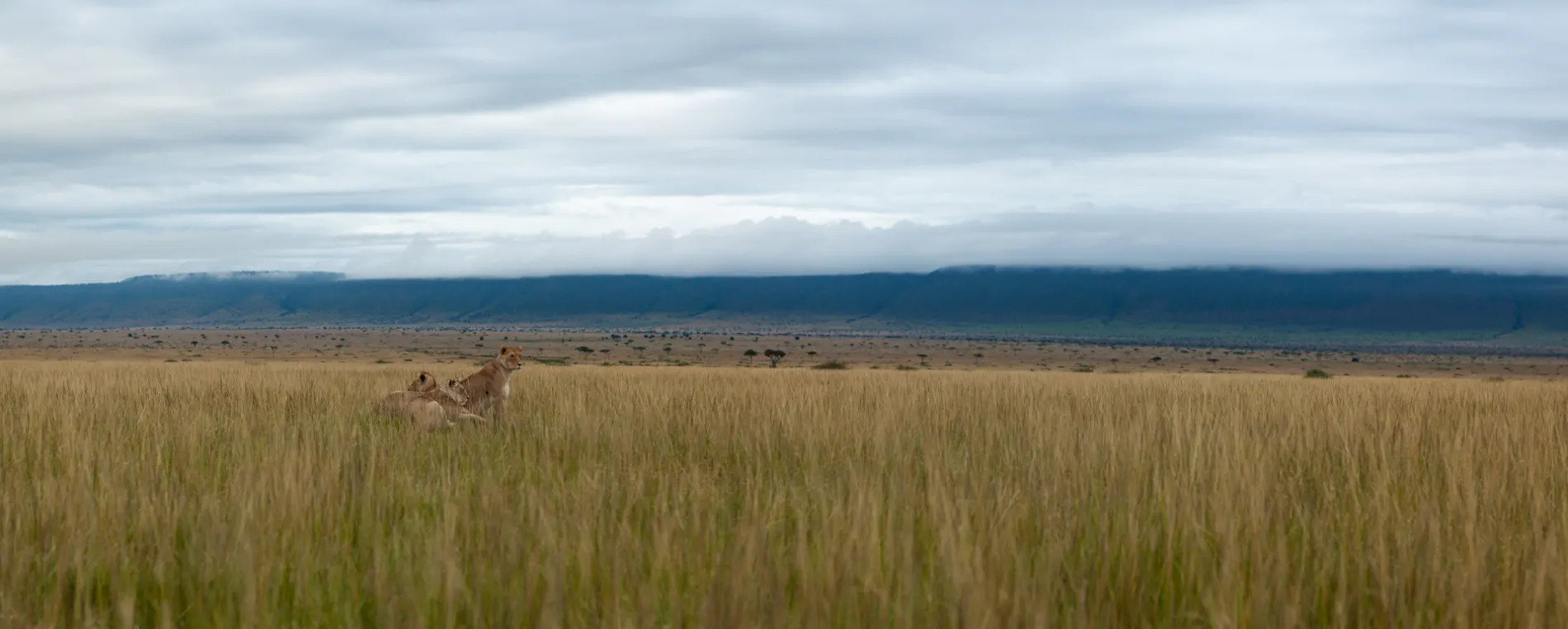 Lion pano