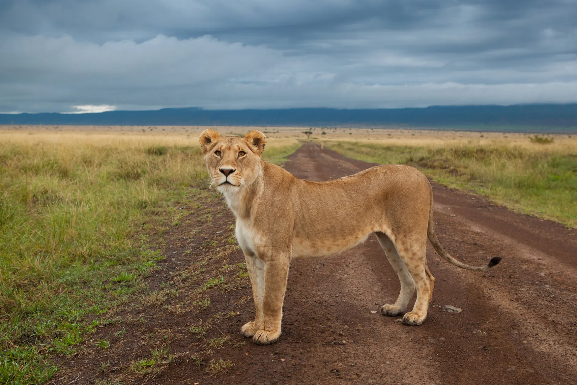 Lion close up