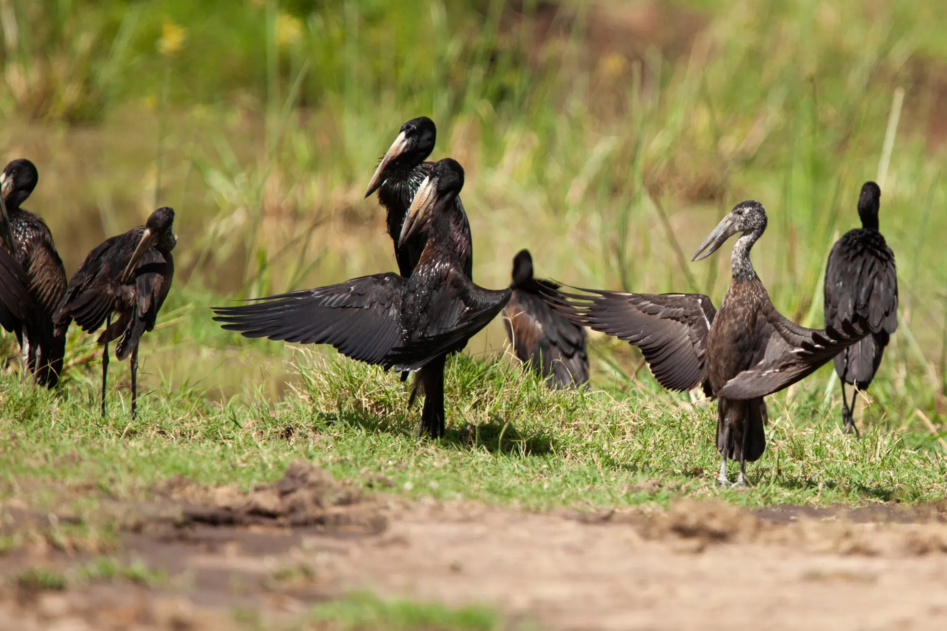 Open Billed Storks