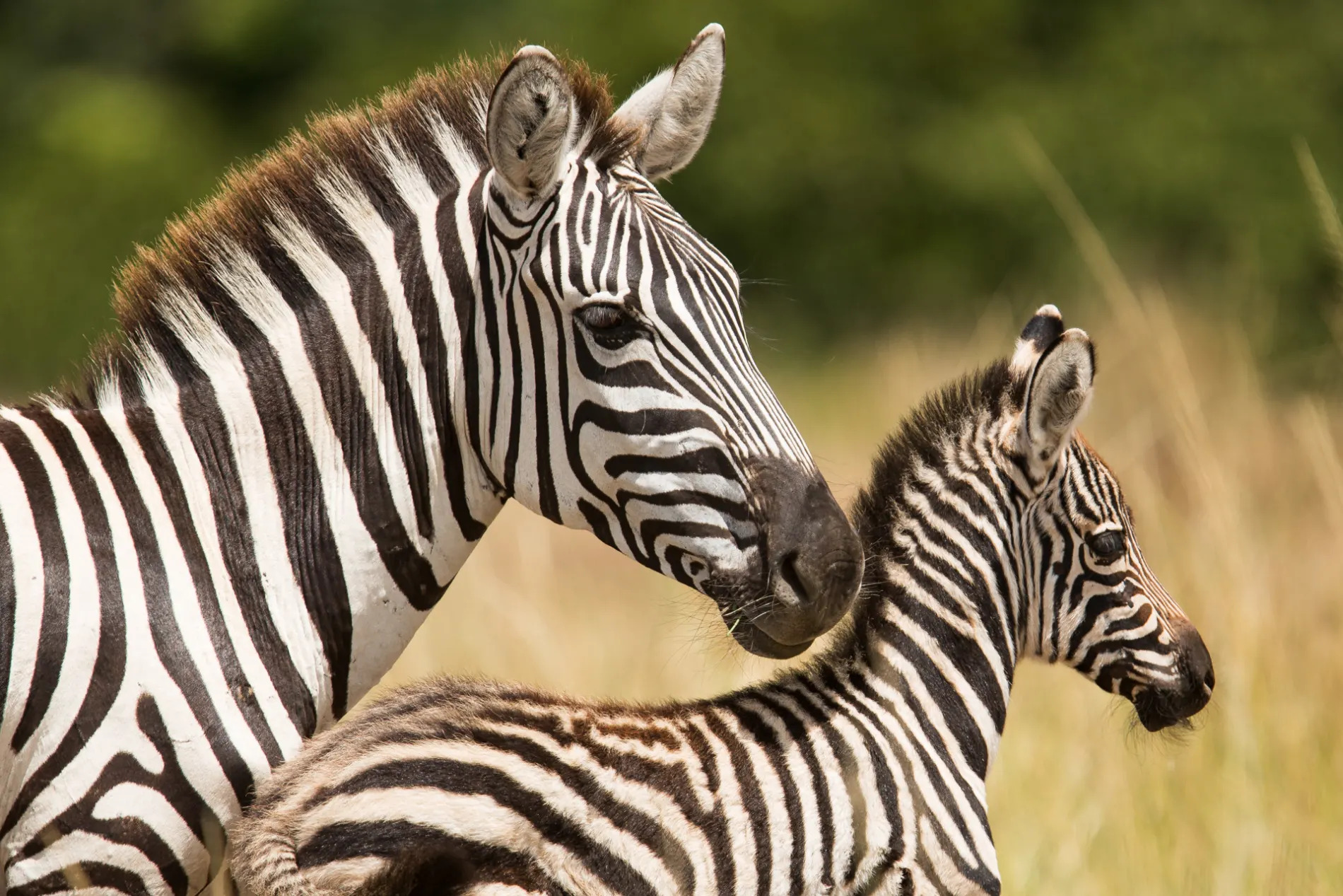 Zebra and baby