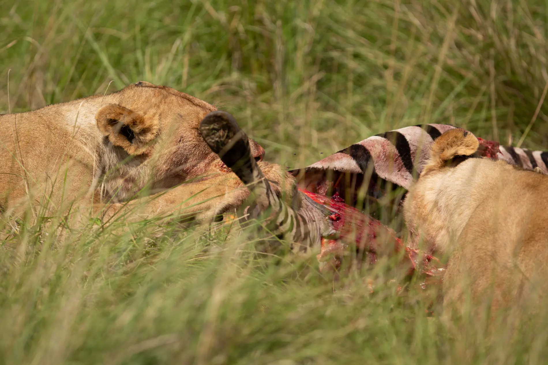 lions eating Zebra