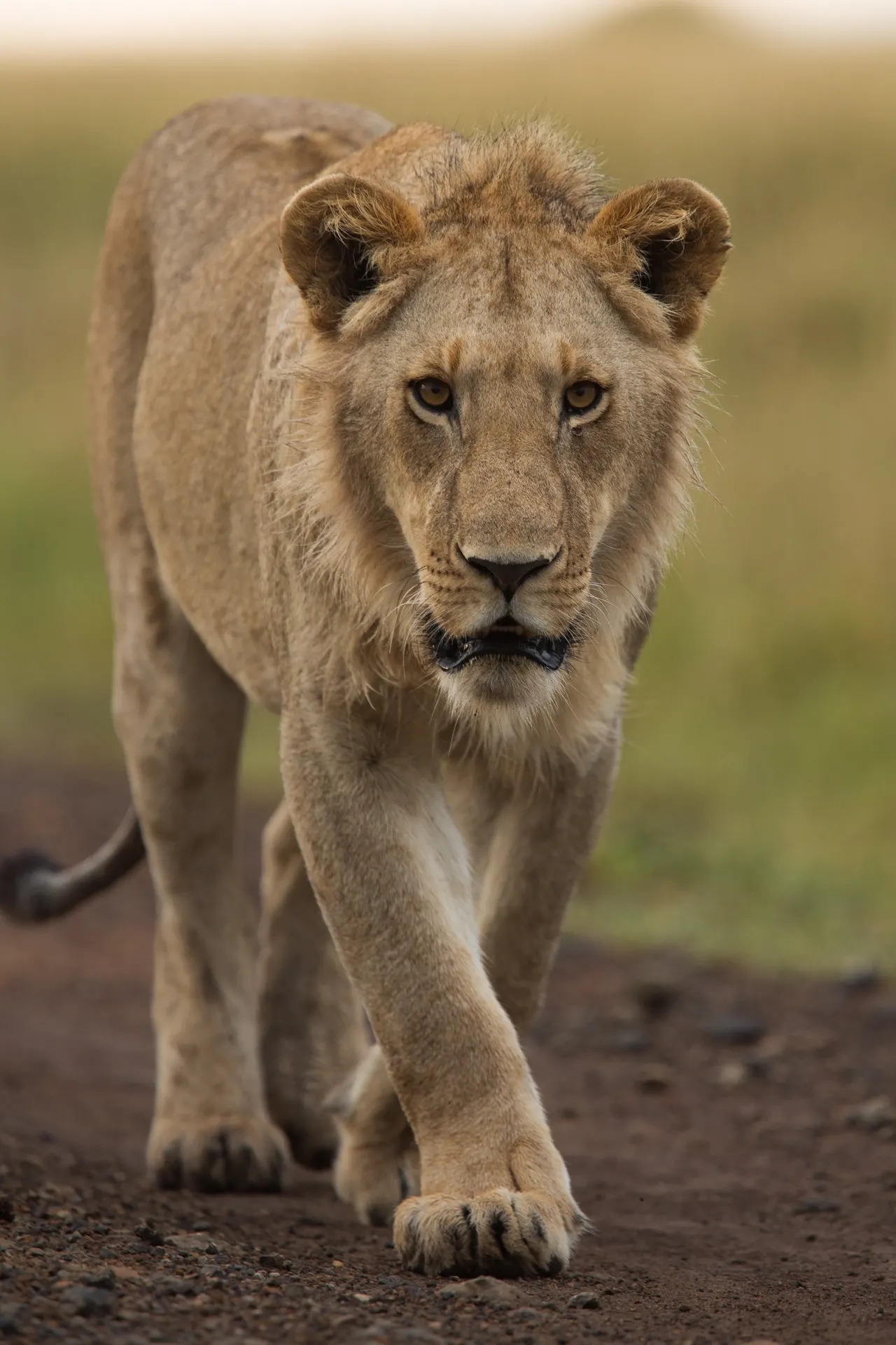 Lion walking