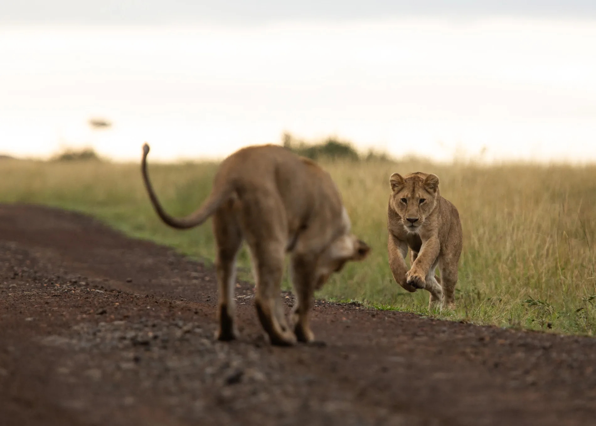 Lion sequence 1