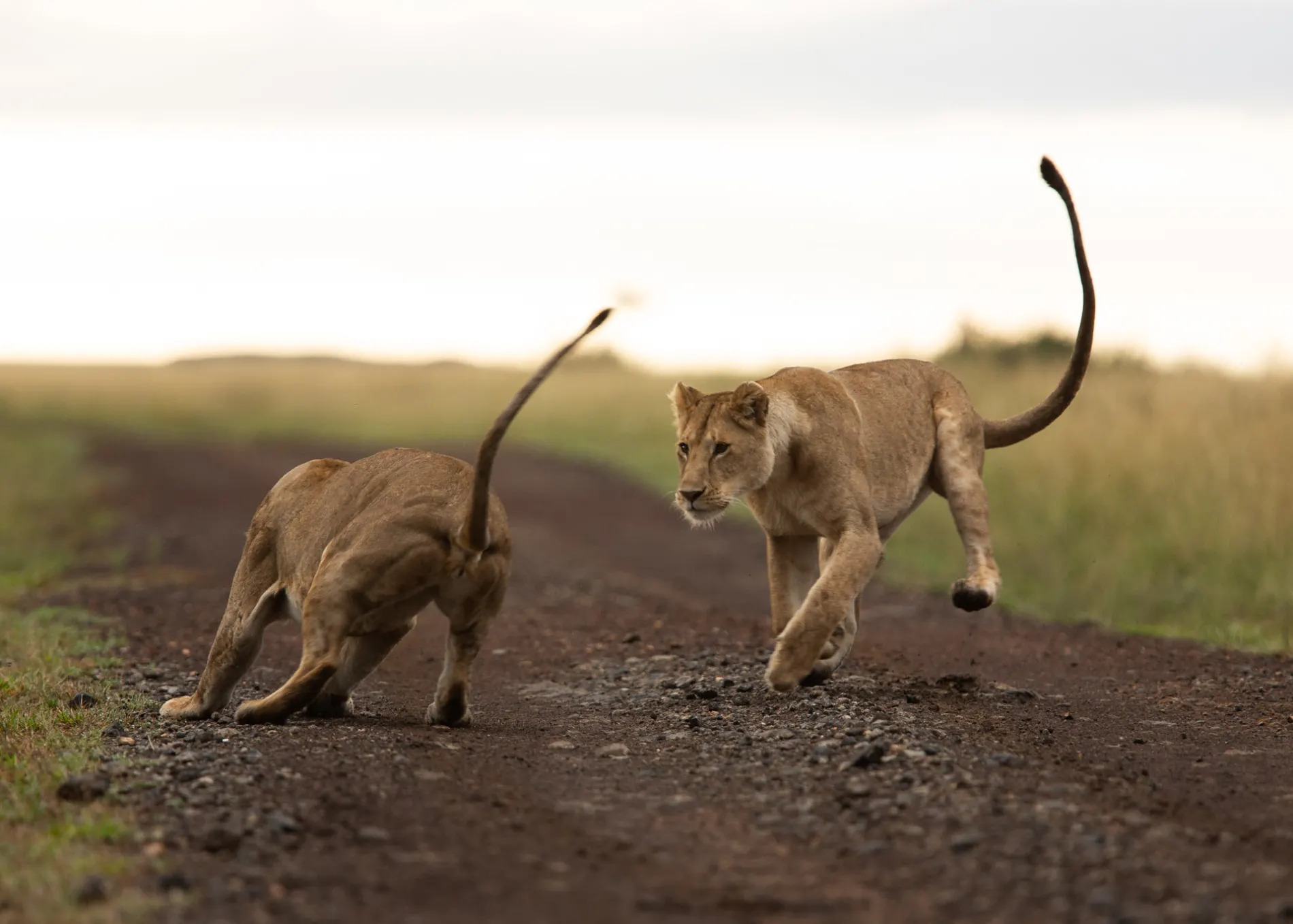 Lion sequence 2